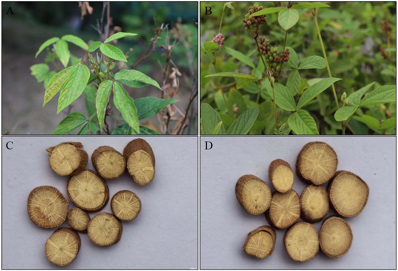Panel A shows a green leafy plant with some wilted branches. Panel B features a similar plant with clusters of small, developing fruit. Panel C displays cross-sections of yellow-brown plant roots or stems on a light surface. Panel D shows similar cross-sections arranged differently on a similar surface.