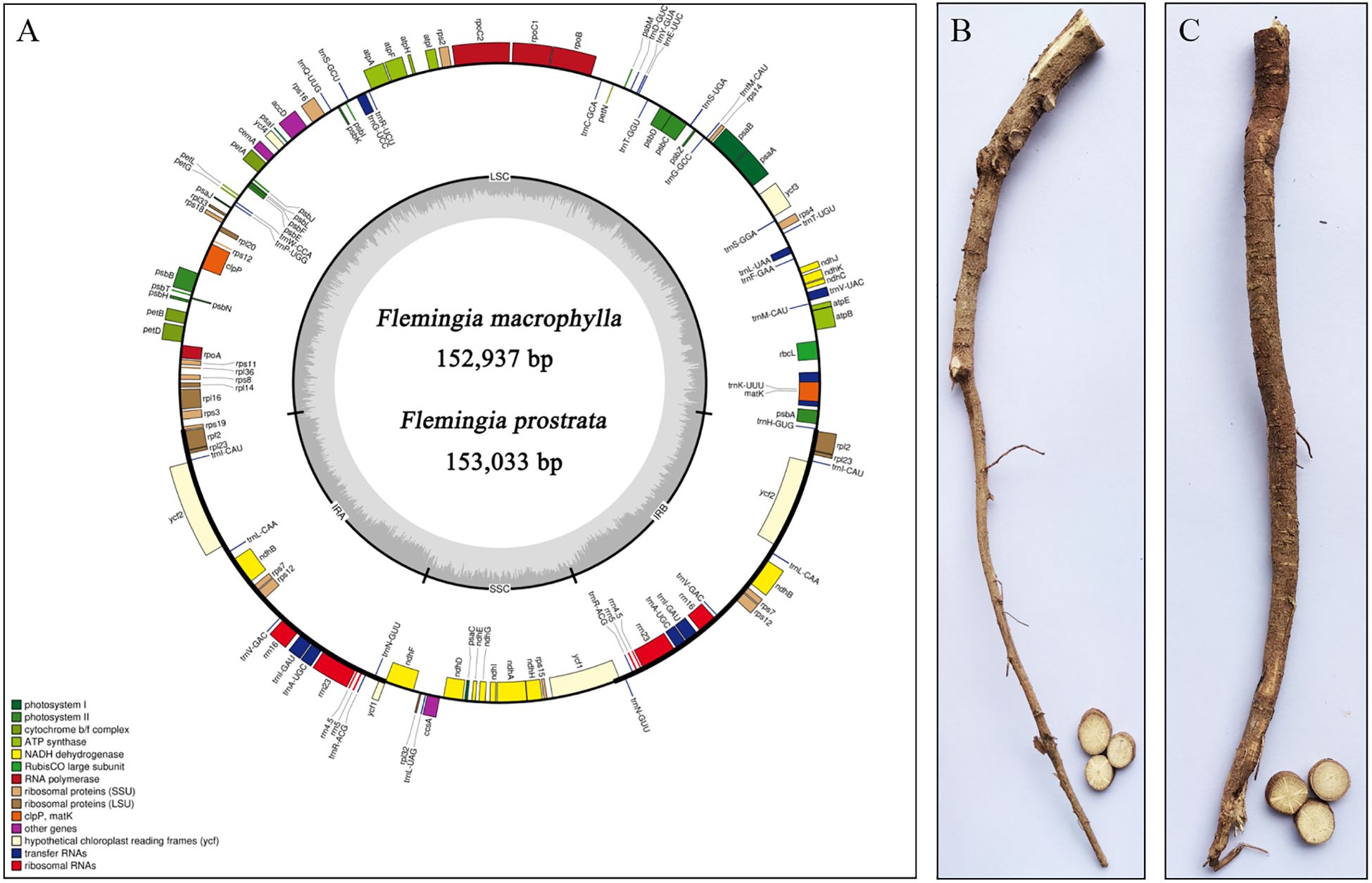 Panel A features a circular chloroplast genome map for Flemingia macrophylla (152,937 bp) and Flemingia prostrata (153,033 bp), with various genes color-coded by function. Panels B and C display dried root sections of these plants, each showing a sliced cross-section revealing the internal structure.