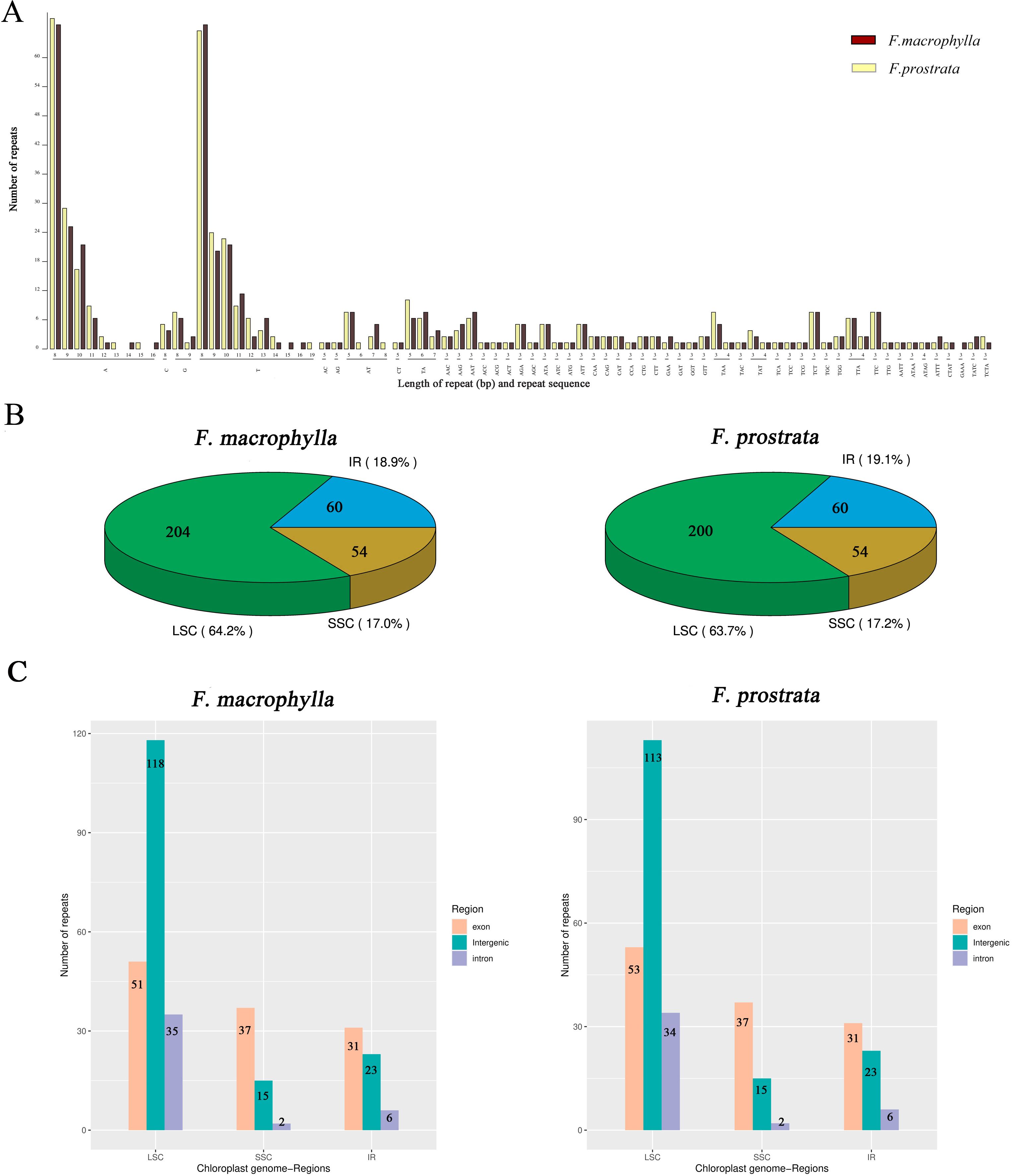 Chart showing repeat sequences in F. macrophylla and F. prostrata. Panel A: Bar graph depicts the number of repeats by sequence length for both species. Panel B: Pie charts illustrate the percentage and count of repeats in LSC, SSC, and IR regions, with F. macrophylla having 204 LSC repeats, and F. prostrata having 200. Panel C: Bar graphs show the distribution of exon, intergenic, and intron regions repeats in chloroplast genomes for both species, with the majority in LSC regions.