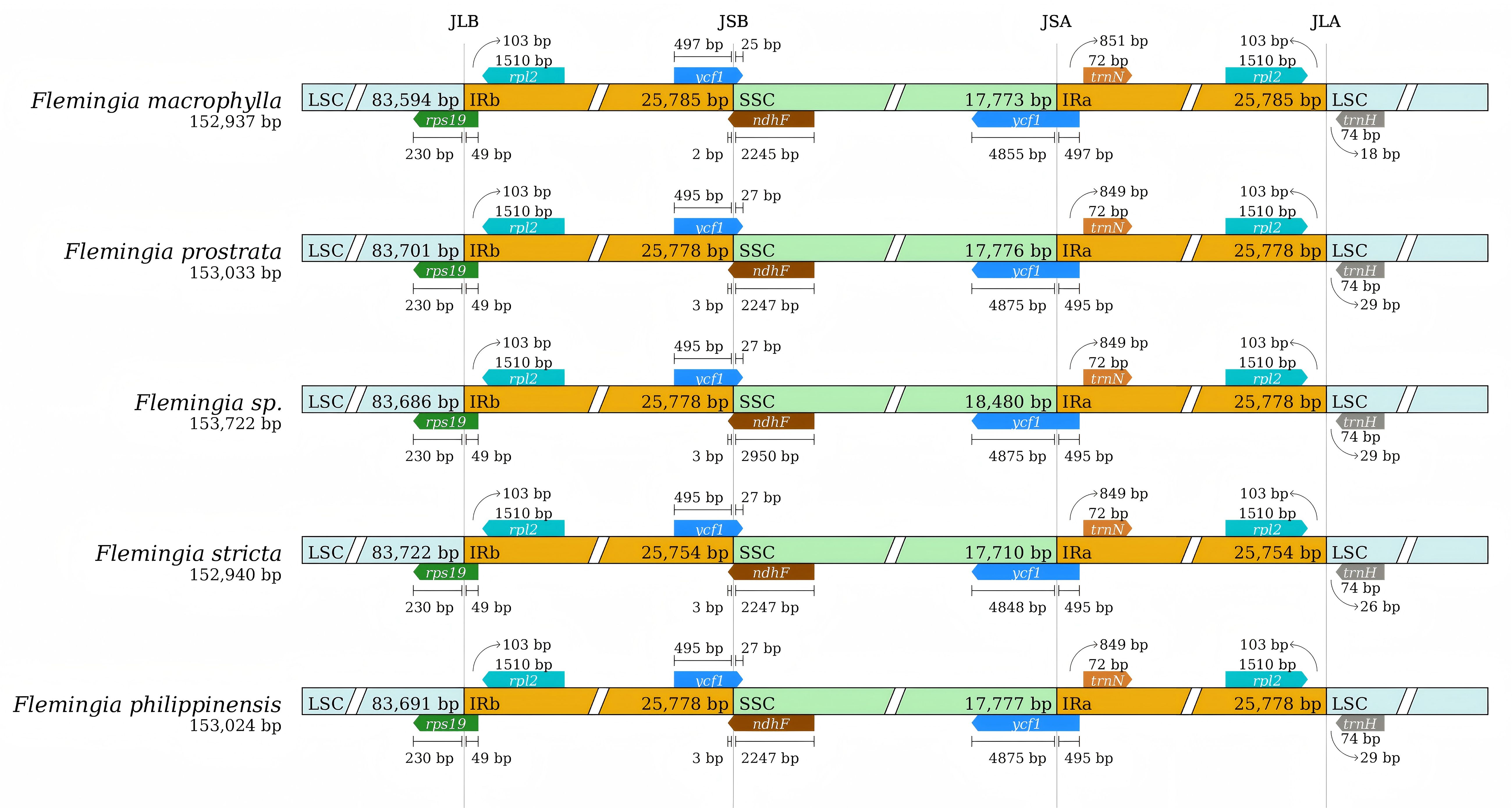 Comparison of chloroplast genome structures for five *Flemingia* species: *Flemingia macrophylla*, *Flemingia prostrata*, *Flemingia sp.*, *Flemingia stricta*, and *Flemingia philippinensis*. Each species shows regions labeled LSC, IRb, SSC, IRa, with varying base pair lengths, gene markers such as *rps19*, *rpl2*, *ndhF*, and *ycf1*, and specific segment lengths in base pairs.
