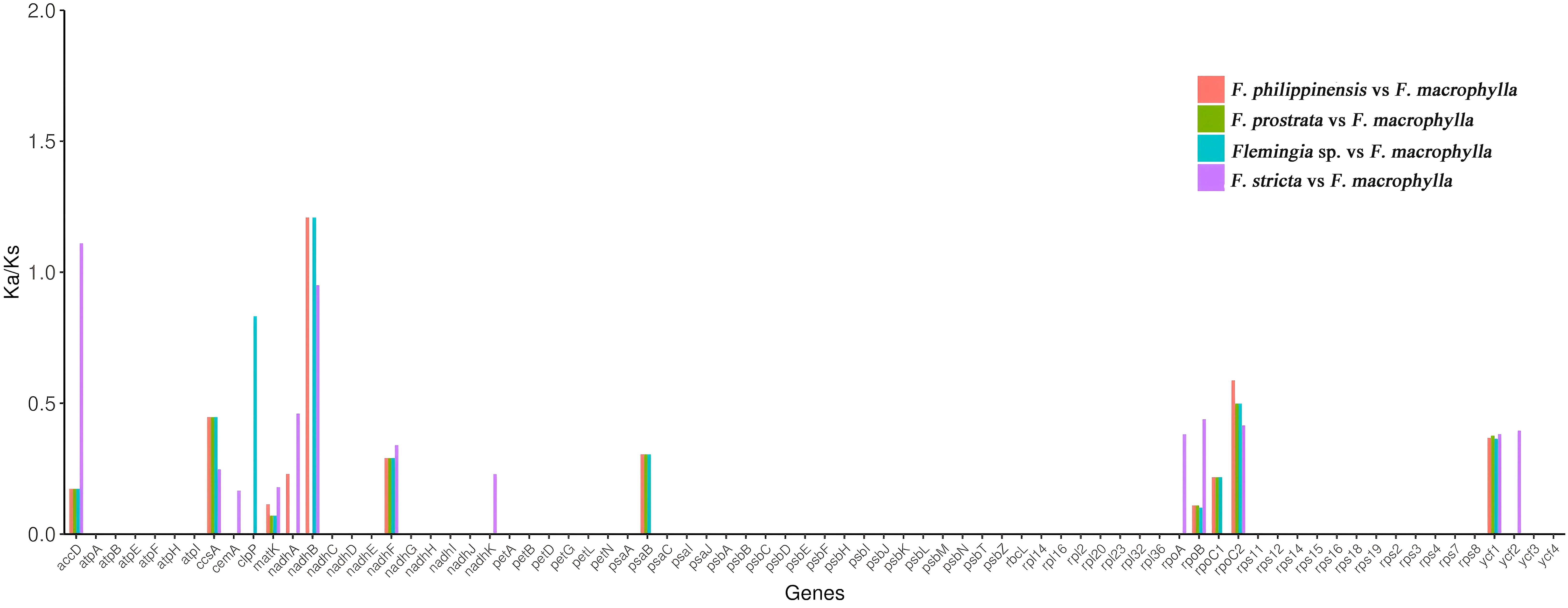 Bar chart showing Ka/Ks ratios for various genes across four plant comparisons: F. philippinensis vs F. macrophylla, F. prostrata vs F. macrophylla, F. sp. vs F. macrophylla, and F. stricta vs F. macrophylla. Colored bars represent each comparison, with most ratios around 0, while a few exceed 1. Legend included.