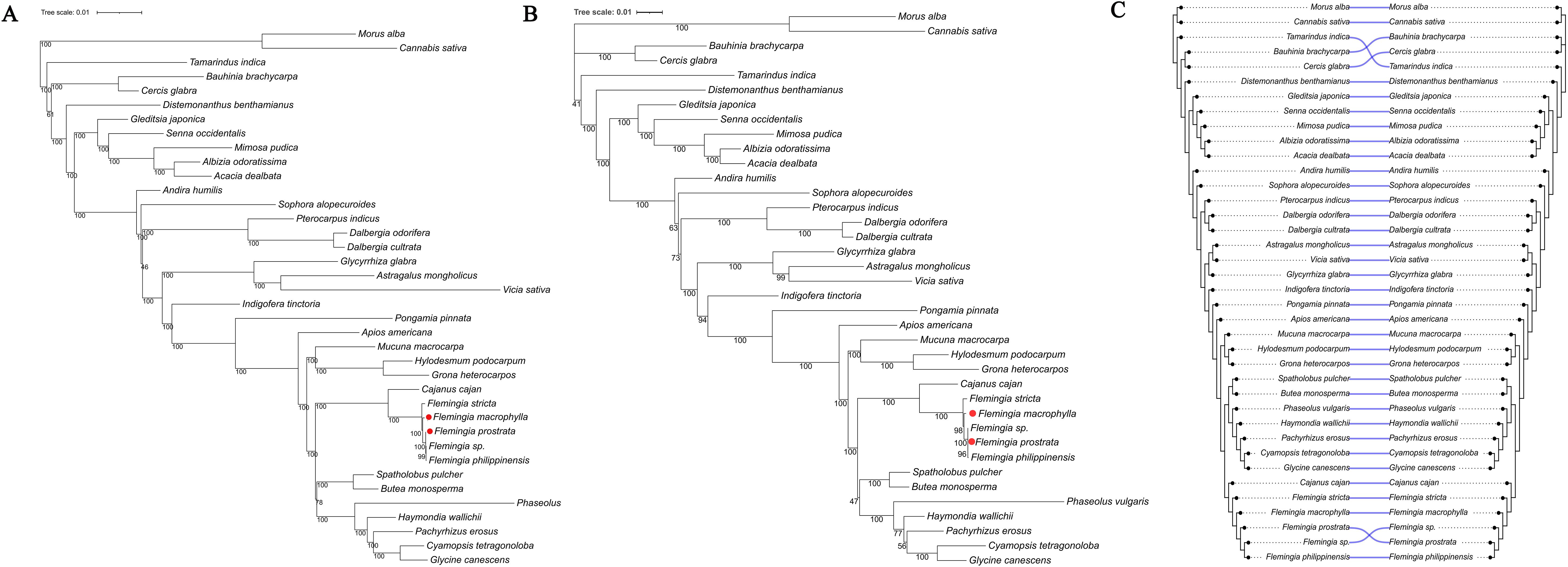 Three phylogenetic trees labeled A, B, and C show species relationships. Trees A and B are side by side with different branching patterns, while tree C compares species alignment from trees A and B with connecting lines. Red dots highlight specific species in trees A and B, such as Flemingia macrophylla. Bootstrap values at the nodes indicate branch support. All trees use a scale bar of 0.01.