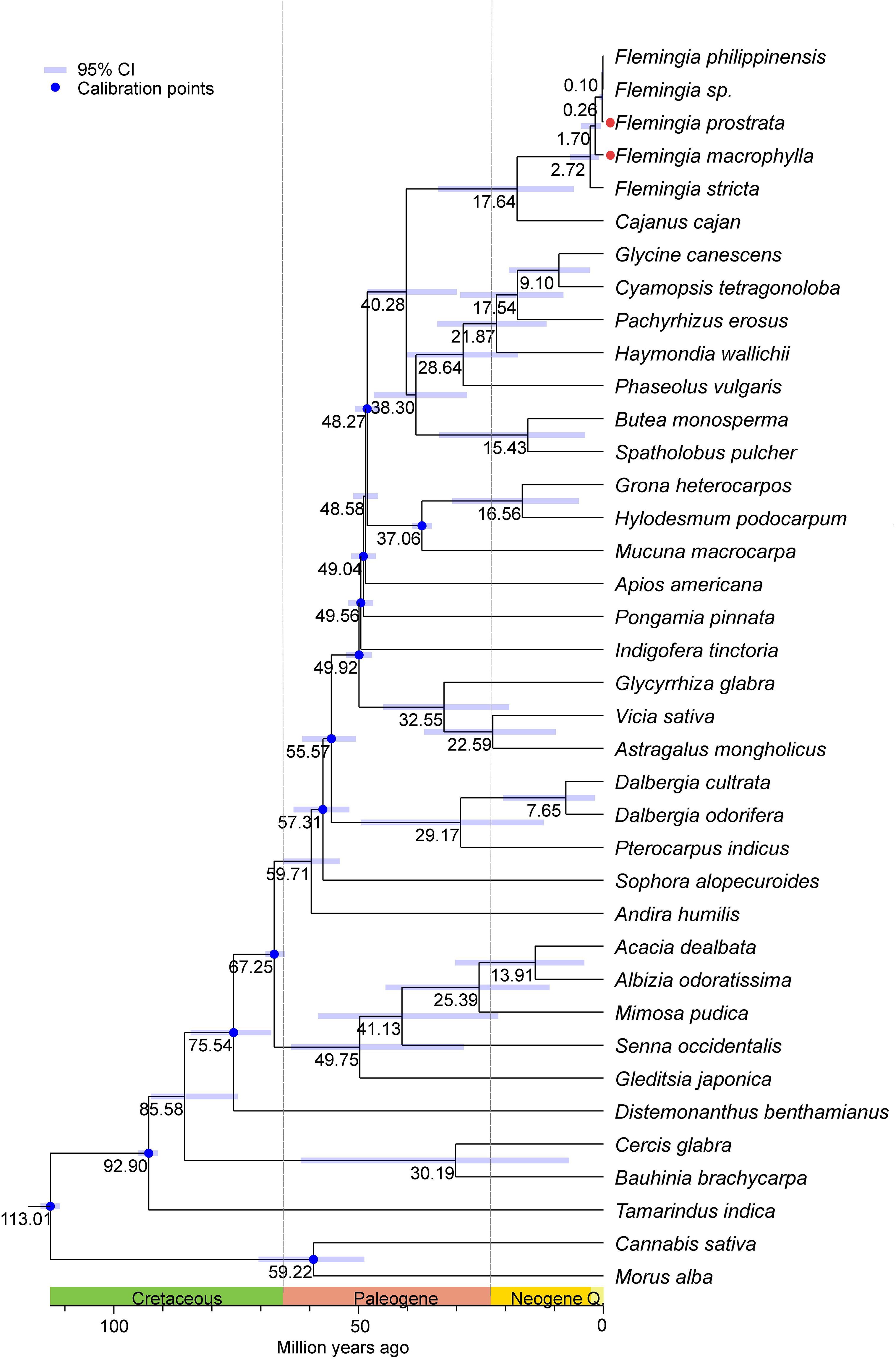 Phylogenetic tree showing evolutionary relationships among various plant species based on molecular data. Branch lengths indicate divergence times in millions of years. Blue lines represent 95% confidence intervals, and blue dots mark calibration points. The timeline spans from the Cretaceous to Neogene periods.