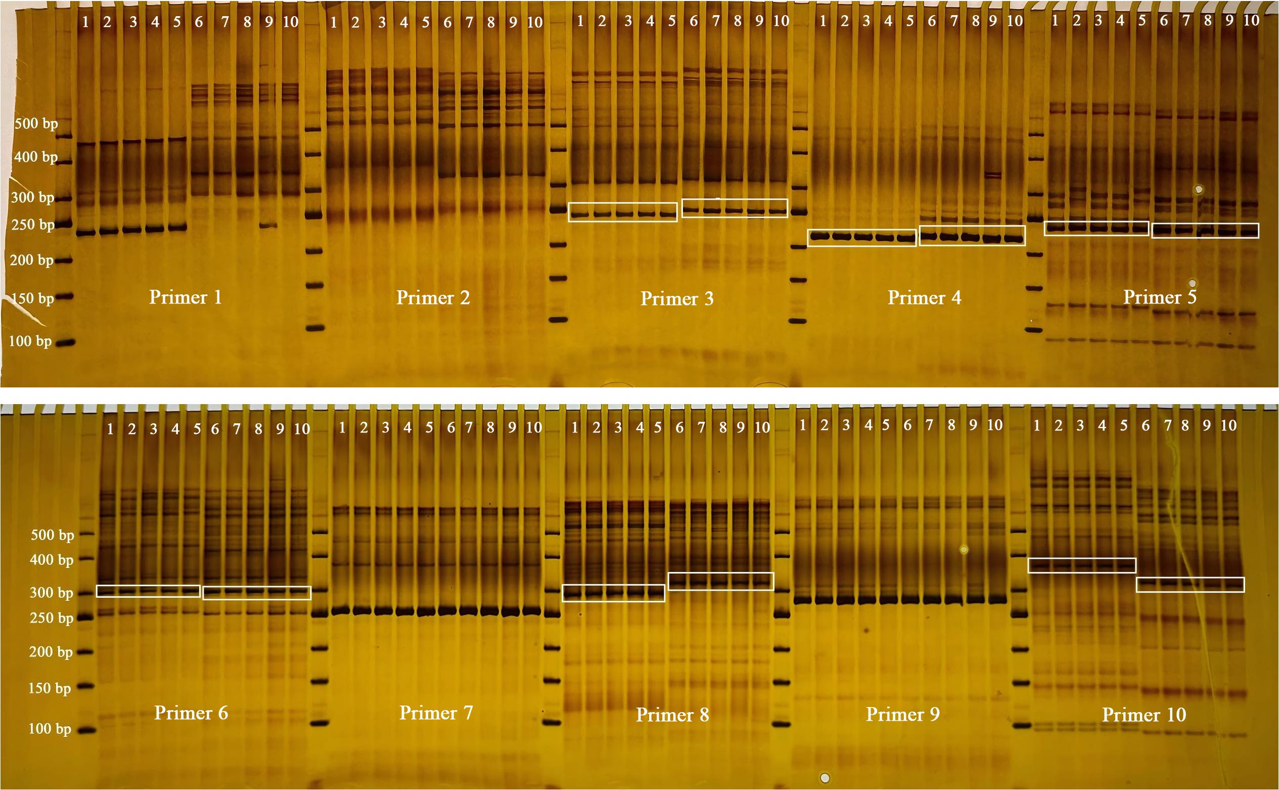 Gel electrophoresis image displaying DNA bands across multiple lanes. Lanes are labeled from 1 to 10 for each primer set, spanning Primers 1 to 10. Molecular weight markers are indicated on the left, ranging from 100 to 500 base pairs. Bands are varying in intensity and position, representing DNA fragments of different sizes across each primer group. White boxes highlight specific bands of interest for Primers 3, 4, 6, 8, 9, and 10. The gel background has a yellowish tint.