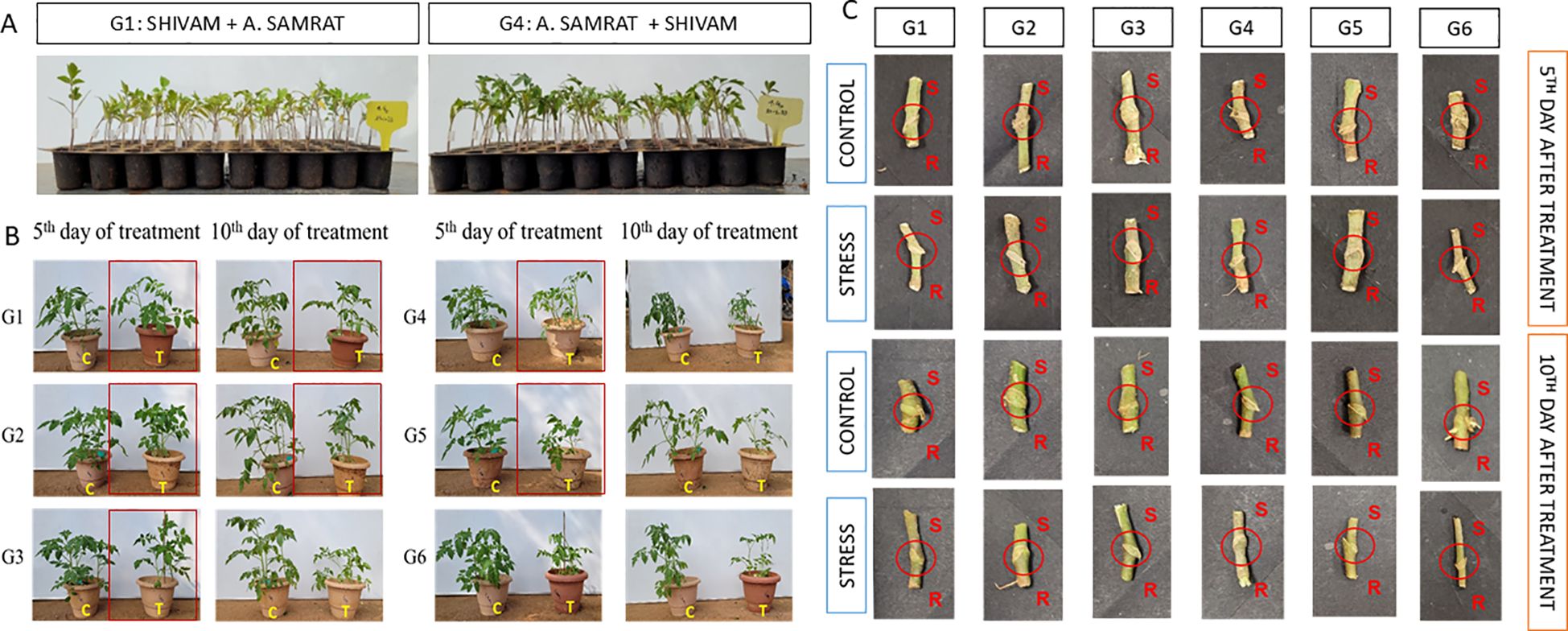 Panel A shows two sets of potted seedlings labeled G1 and G4, each with different arrangements. Panel B depicts the growth of plants under control and treated conditions over five and ten days in various groups, G1 to G6. The control plants are marked with “C” and treated plants with “T.” Panel C displays stem sections from groups G1 to G6 with stress and control labels, showing red circles around specific regions marked “S” and “R” for stress and response indicators.