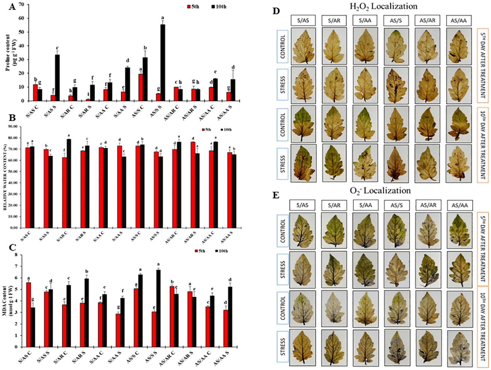 Bar and leaf image panels showing plant stress indicators. Panels A, B, and C display bar graphs of proline, relative water, and MDA content across treatments on days five and ten. Panels D and E show images of leaf samples exhibiting hydrogen peroxide and superoxide localization under control and stress conditions, taken on days five and ten, labeled from G1 to G6.