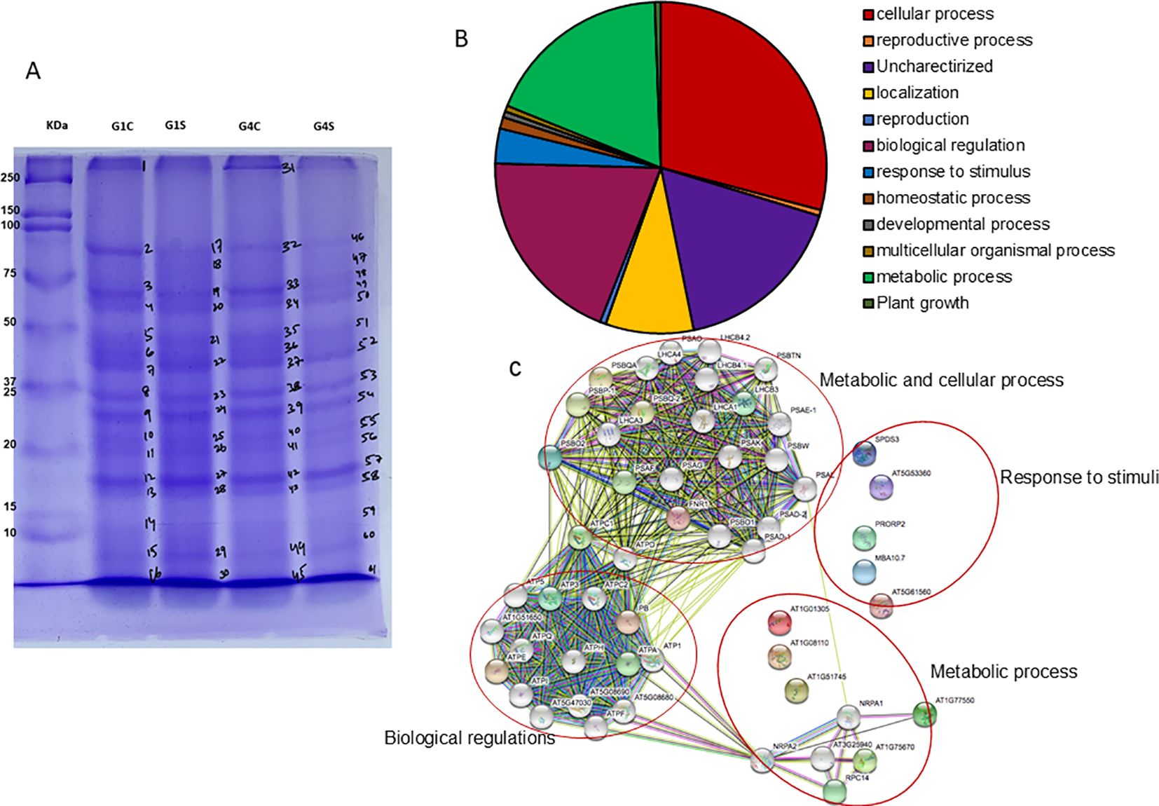 Gel electrophoresis image shows protein bands labeled with numbers, indicating molecular weight in kilodaltons. A pie chart illustrates the distribution of cellular processes, with sectors labeled for clarity, including cellular processes, reproductive processes, and others. A network diagram depicts interactions between proteins, categorized into metabolic and cellular processes, response to stimuli, and biological regulations, with labeled nodes and connecting lines.