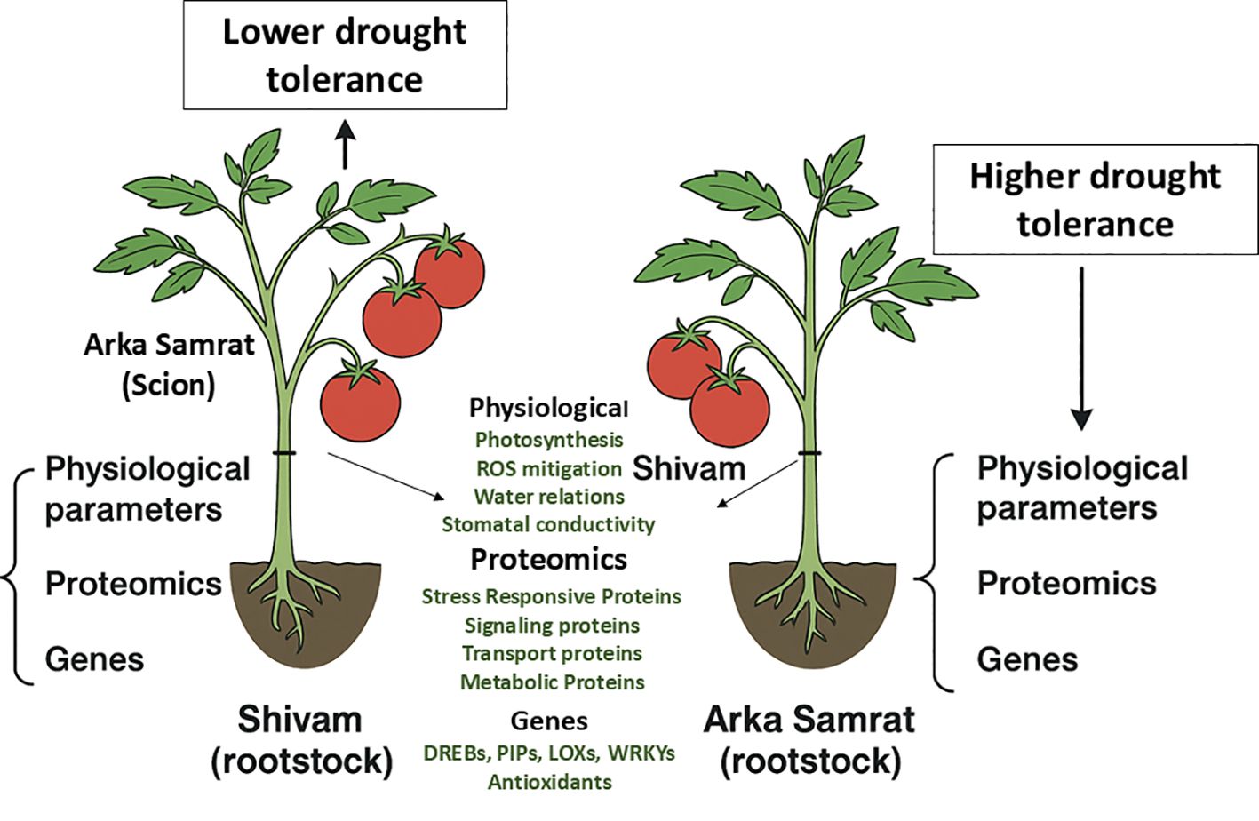 Illustration comparing drought tolerance in tomato plants. The left plant with Shivam rootstock and Arka Samrat scion shows lower drought tolerance. Parameters include physiological, proteomics, and genes. The right plant, with the reverse rootstock and scion, shows higher drought tolerance, emphasizing enhanced physiological, proteomic, and genetic traits like photosynthesis, ROS mitigation, stress-responsive proteins, and specific gene expressions.
