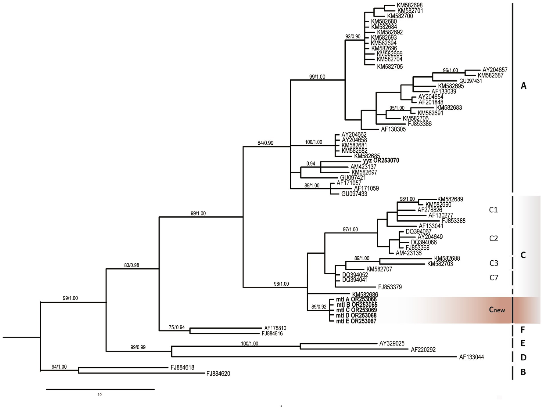 Phylogenetic tree diagram illustrating relationships among various genetic sequences, labeled with alphanumeric identifiers. Each branch is marked with numerical values indicating statistical support. Groupings are denoted by labels on the right: A, C1, C2, C3, C7, and Cnew, among others. Shaded areas highlight specific clusters.