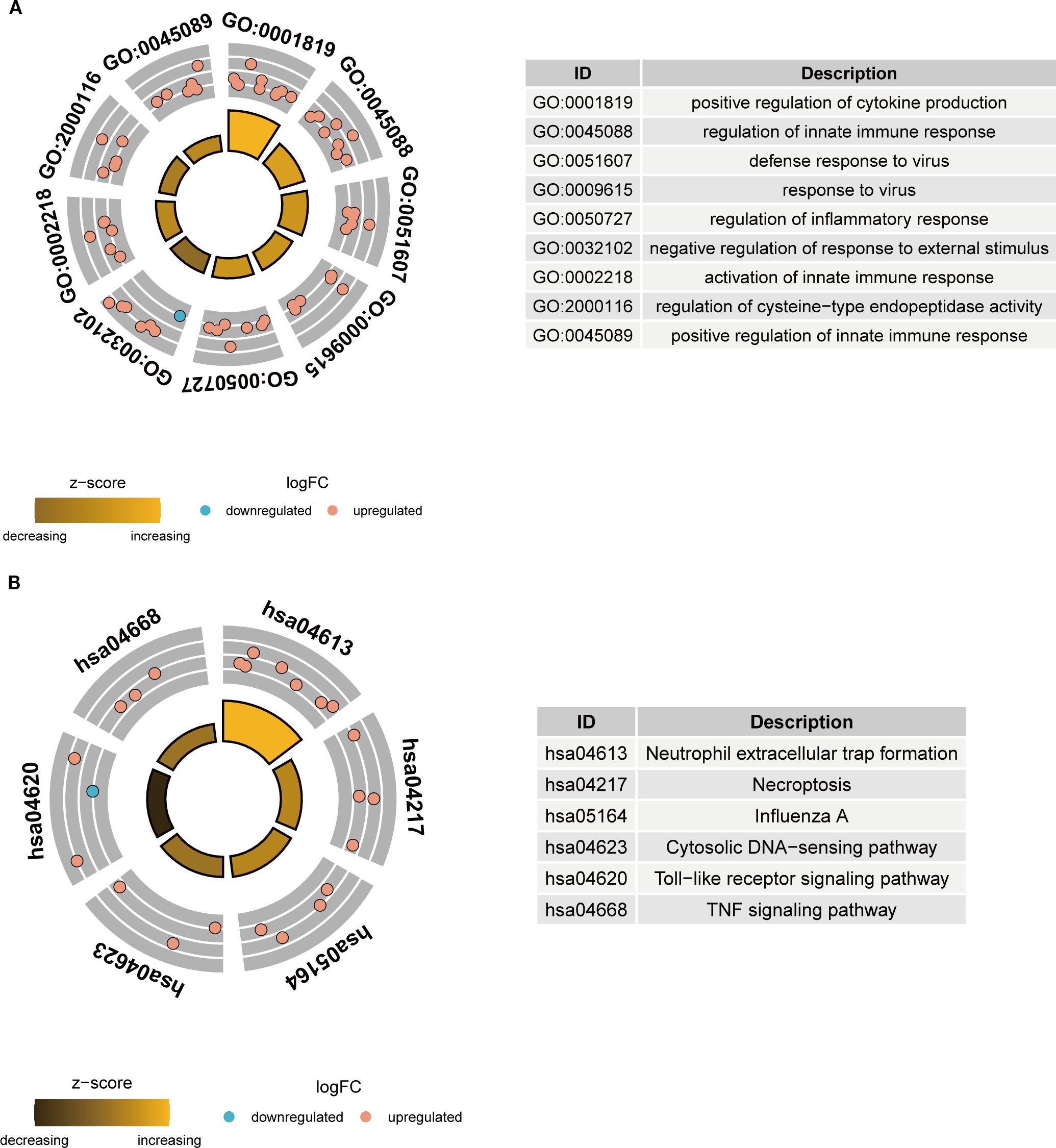 Circular plots labeled A and B depict gene ontology terms with varying logFC and z-scores, showing upregulation in red and downregulation in blue. Each section links to a description table. Plot A includes terms like “positive regulation of cytokine production,” while plot B includes pathways like “TNF signaling.” The color gradient indicates decreasing or increasing z-scores.