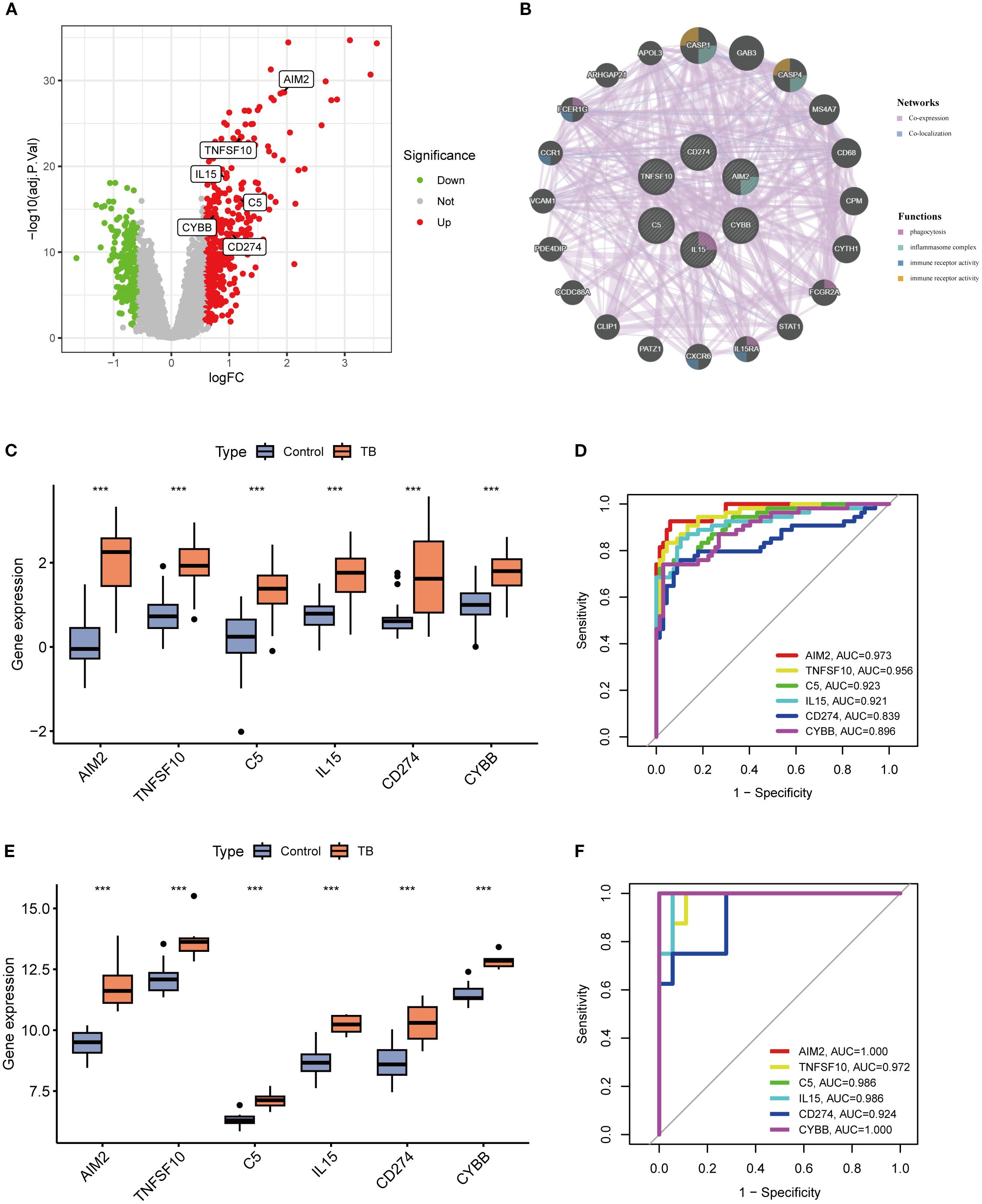 A set of six charts related to gene expression analysis: A) Volcano plot illustrating differentially expressed genes with points colored by significance (green: down, red: up). Labeled genes include AIM2, TNFSF10, IL15, C5, CYBB, and CD274. B) Network diagram showing gene interactions, highlighting coexpression and colocalization networks, with functions like phagosome and cytokine receptor activity. C) Box plot comparing gene expression between control and TB groups, with significant differences noted. D) ROC curves showing performance of genes in distinguishing between groups, with AUC values provided. E) Another comparative box plot for gene expression. F) ROC curves for additional gene performance, with high AUC values noted.