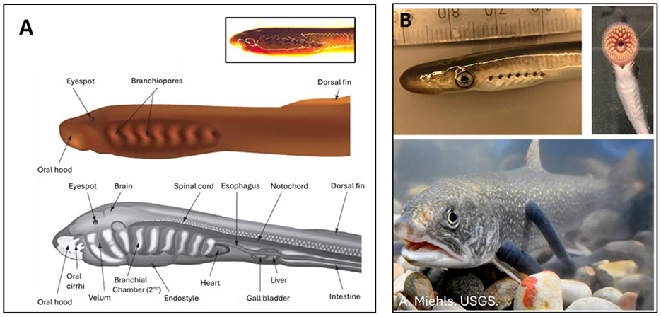 Diagram A depicts the anatomy of a lamprey larva with labeled parts such as the eyespot, branchiopores, and various internal organs. Diagram B includes photos of a juvenile lamprey, its mouth, and a lamprey attached to a fish underwater.