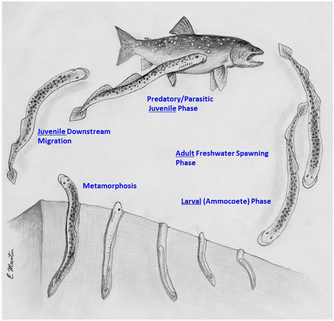 Illustration depicting the life cycle of a lamprey, labeled with five phases: Larval (Ammocoete), Metamorphosis, Juvenile Downstream Migration, Predatory/Parasitic Juvenile Phase, and Adult Freshwater Spawning Phase. A fish is also shown representing the parasitic phase.