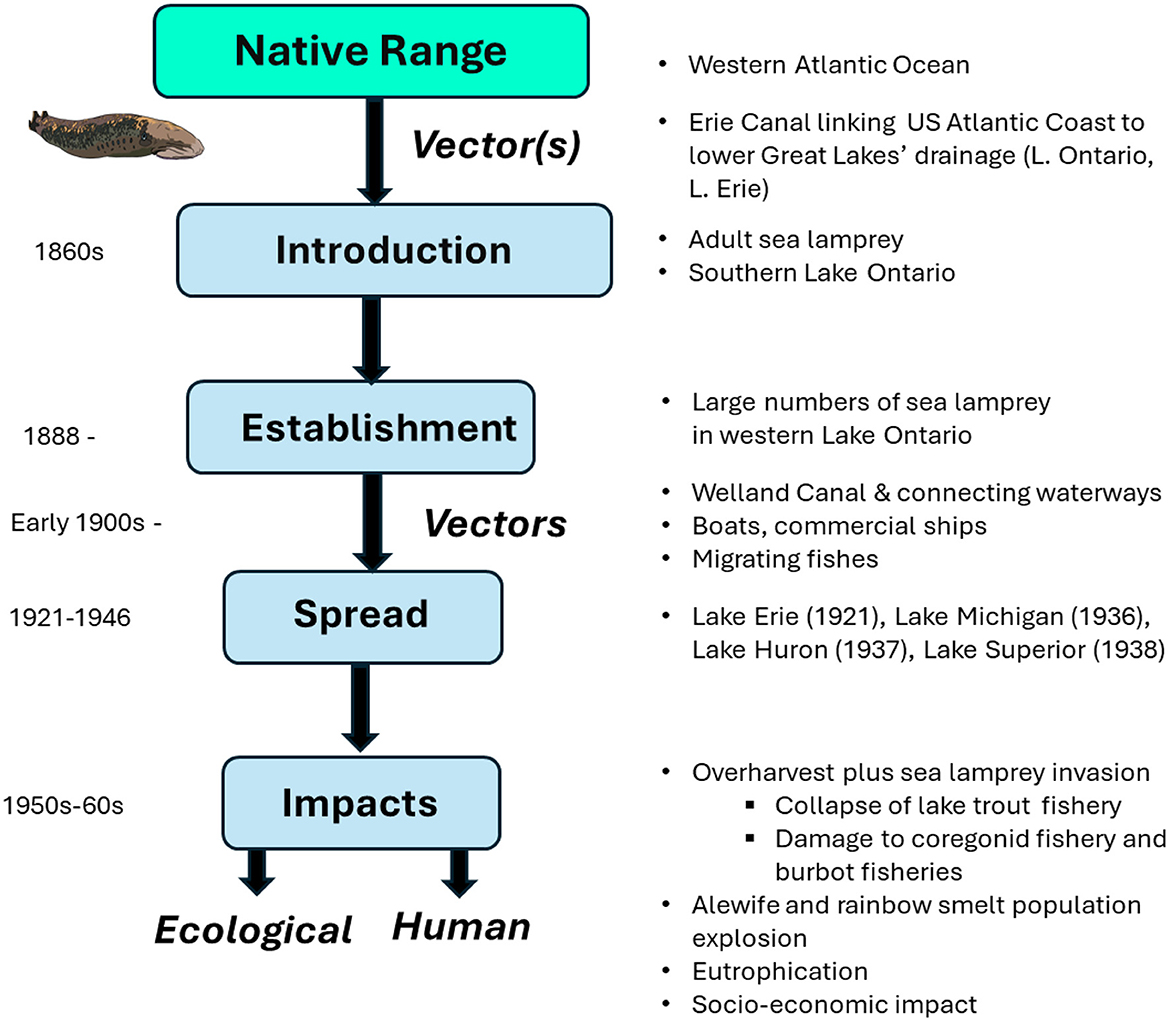 Flowchart illustrating the sea lamprey invasion process. It starts with the native range in the Western Atlantic Ocean, with vectors including the Erie Canal. Introduction occurred in the 1860s in southern Lake Ontario. Establishment happened in 1888 with vectors like boats and fish. Spread from 1921 to 1946 reached Lakes Erie, Michigan, Huron, and Superior. Impacts during the 1950s to 1960s include ecological effects like fishery collapse and socio-economic impacts.