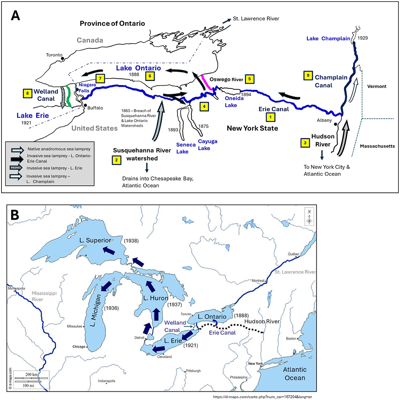 Map A shows the Erie Canal system in New York State, detailing connections between lakes, rivers, and canals, with marked years of invasions by the sea lamprey. Key elements include Lake Ontario, Lake Erie, and the Hudson River. Map B illustrates the Great Lakes system, highlighting connections between Lakes Superior, Michigan, Huron, Erie, and Ontario, including canal pathways. Both maps emphasize the invasive path of the sea lamprey through the water systems, with arrows indicating movement direction.