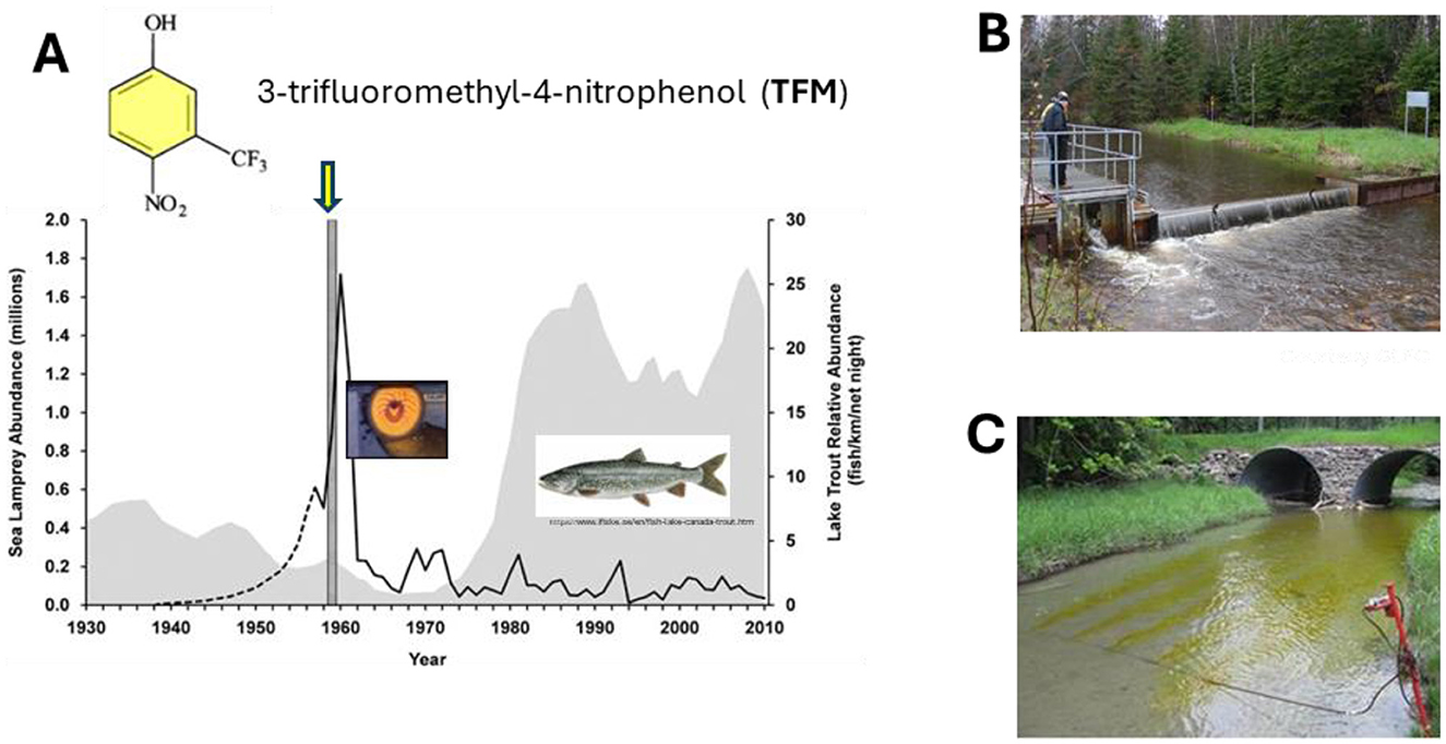 Panel A shows a graph depicting the abundance of sea lamprey and lake trout relative abundance from 1930 to 2010, with a significant peak in lamprey populations around the 1950s, corresponding to the introduction of 3-trifluoromethyl-4-nitrophenol (TFM) to control sea lamprey populations. Chemical structure of TFM, a sea lamprey, and a lake trout are included. Panel B shows a person standing by a small sea lamprey barrier (dam) in a forested area. Panel C shows a river with yellowish water, due to the presence of the pesticide TFM, flowing through culverts, with a measurement device on the riverbank.