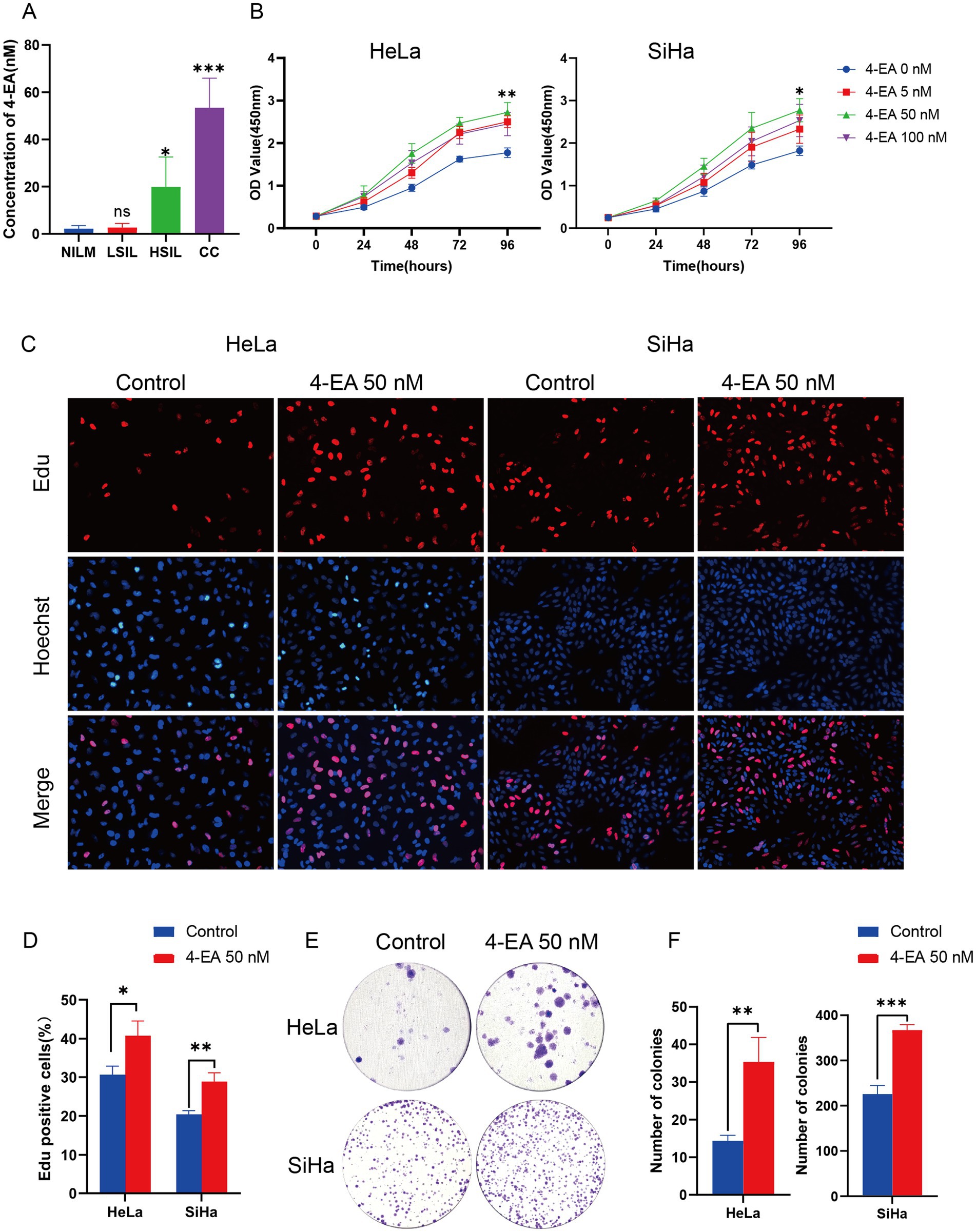 A composite image consists of several panels showcasing scientific data and experiments involving 4-EA. Panel A displays a bar chart comparing 4-EA concentrations across different conditions labeled NILM, LSIL, HSIL, and CC. Panel B features line graphs for HeLa and SiHa cells showing OD values over time at different 4-EA concentrations. Panel C presents fluorescence images comparing Edu and Hoechst staining in HeLa and SiHa cells under control and 50 nM 4-EA conditions. Panel D shows a bar graph of Edu positive cells for HeLa and SiHa. Panel E depicts colony formation assays. Panel F presents bar graphs of colony numbers for HeLa and SiHa.