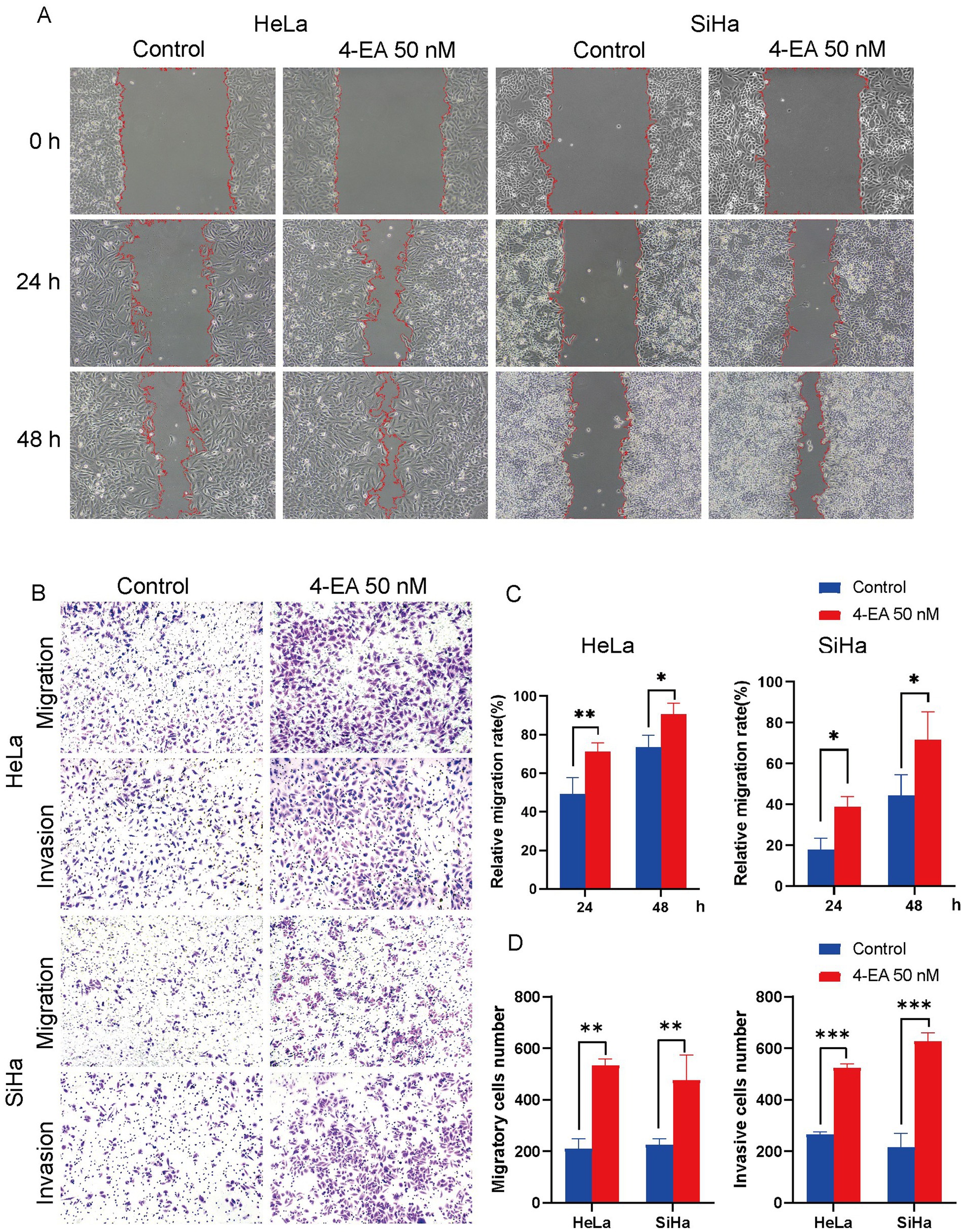 (A) Displays wound healing assays with HeLa and SiHa cells under control and 4-EA 50 nM conditions at 0, 24, and 48 hours, showing cell migration over time. (B) Shows migration and invasion assays for HeLa and SiHa cells under control and 4-EA 50 nM conditions, demonstrating differences in cell movement. (C) Bar charts depict relative migration rates (%) for HeLa and SiHa cells at 24 and 48 hours, with 4-EA increasing migration. (D) Bar charts illustrate the number of migratory and invasive cells, with 4-EA significantly enhancing both parameters.