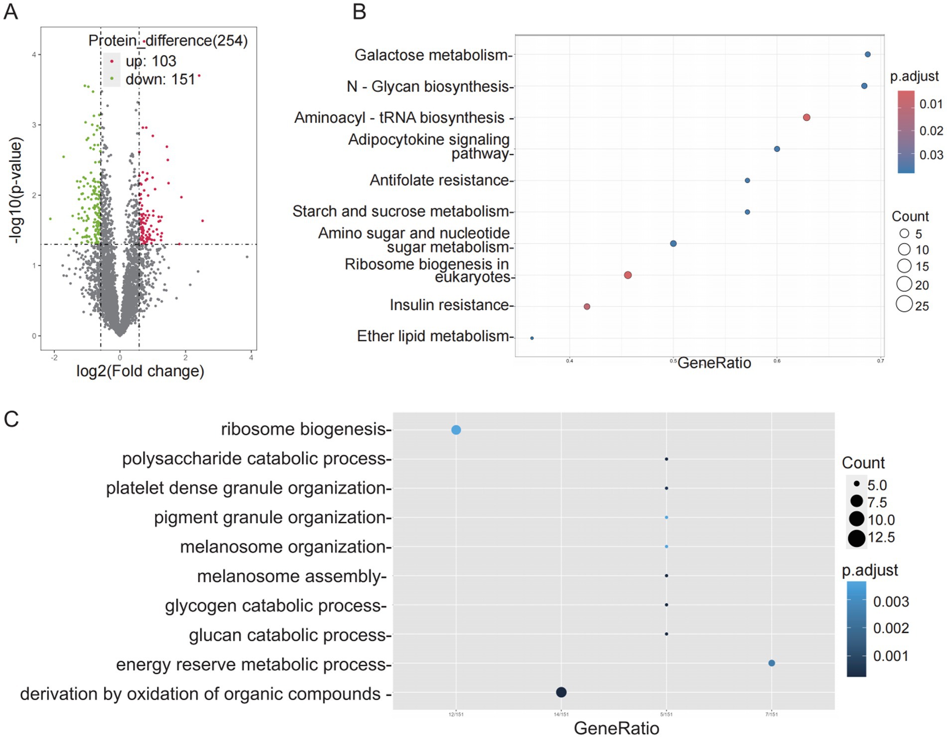 Panel A shows a volcano plot with proteins exhibiting differential expression; 103 are upregulated and 151 are downregulated. Panel B is a dot plot illustrating gene set enrichment related to various metabolic pathways, with dot color and size indicating p-value and count, respectively. Panel C is a similar dot plot focusing on processes like ribosome biogenesis and energy reserve metabolism, also with dot color and size representing p-value and count.