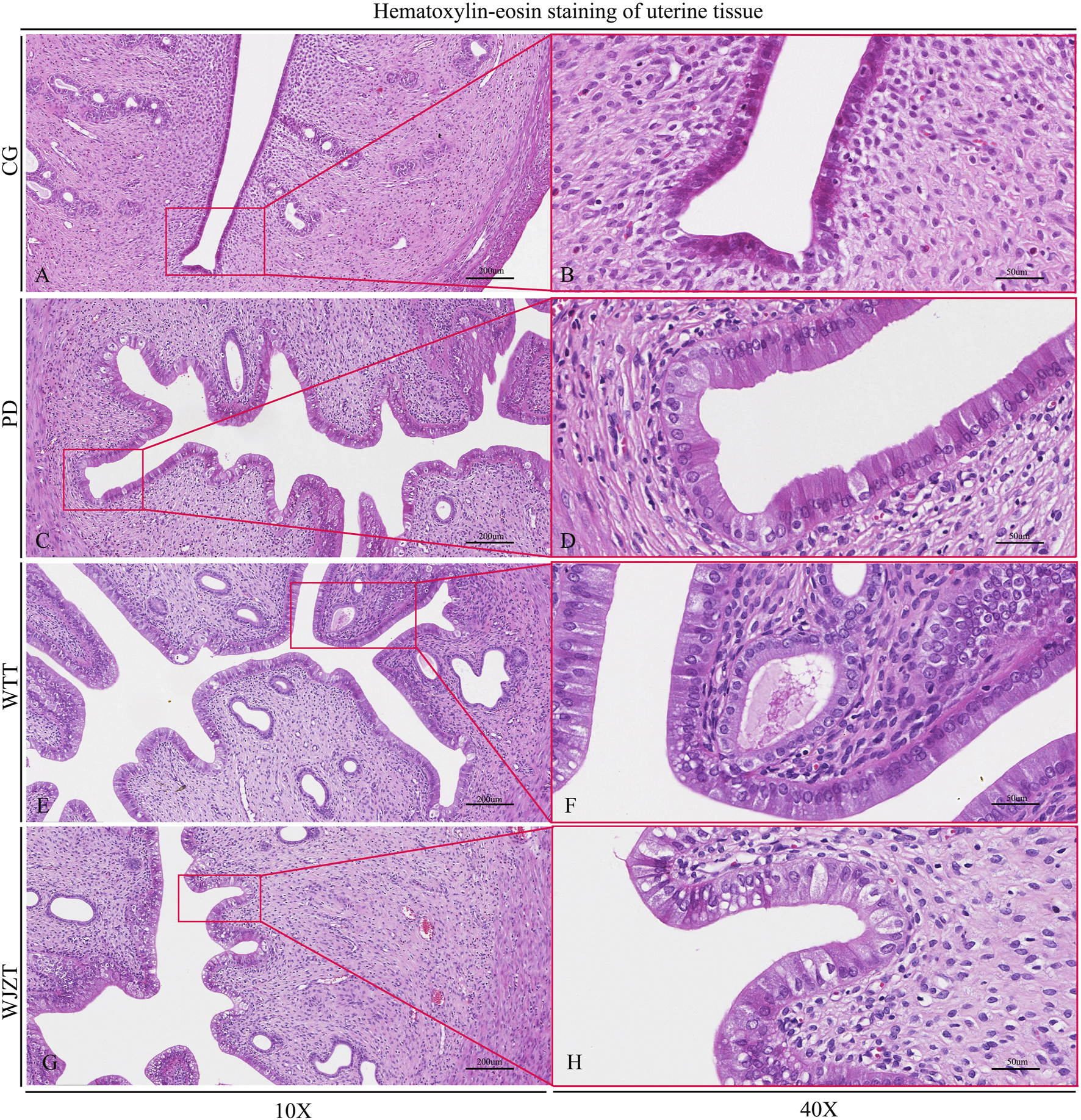 Hematoxylin-eosin stained images of uterine tissue show four comparisons labeled CG, PD, WTT, and WJZT. Each pair consists of a 10X magnification image on the left and a 40X magnification image zoomed in on the right. The tissue structure and cellular details are visible, illustrating variations in cellular morphology across the different samples. Scale bars indicate 200 micrometers and 50 micrometers respectively.