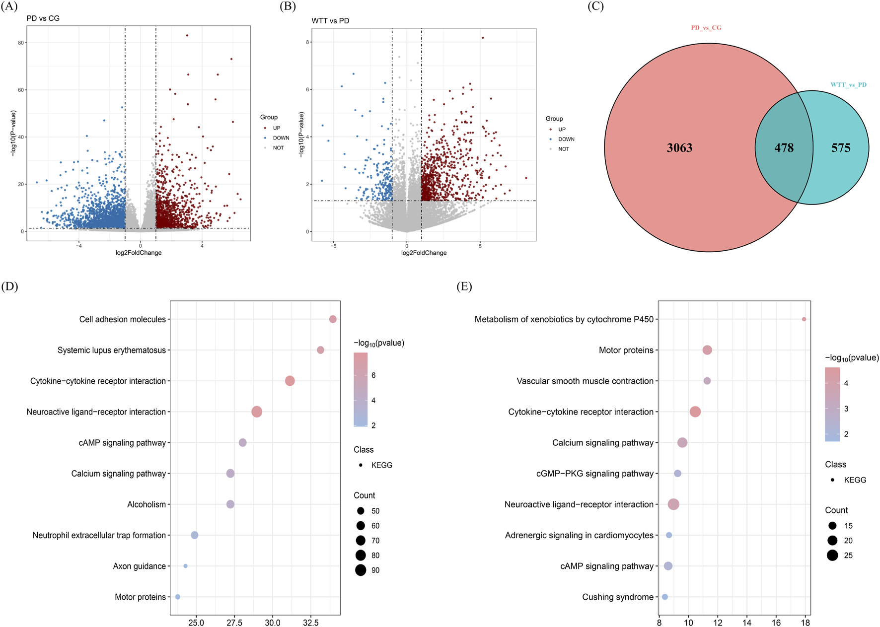 Volcano plots (A and B) show gene expression changes with red and blue indicating up and down regulation. Venn diagram (C) displays overlapping genes between conditions. Bubble plots (D and E) represent pathways with color and size indicating significance and count.