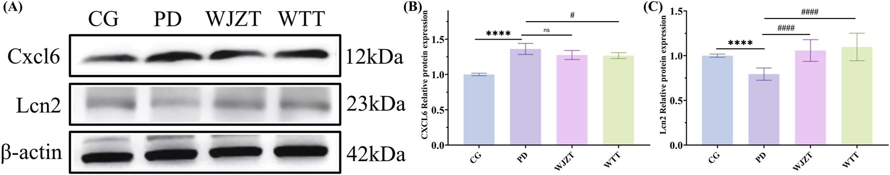 Panel A shows Western blot bands for Cxcl6, Lcn2, and β-actin proteins across samples CG, PD, WJZT, and WTT with respective molecular weights. Panel B and C present bar graphs comparing Cxcl6 and Lcn2 protein expression levels, respectively. Statistically significant differences are indicated with asterisks and hashes.