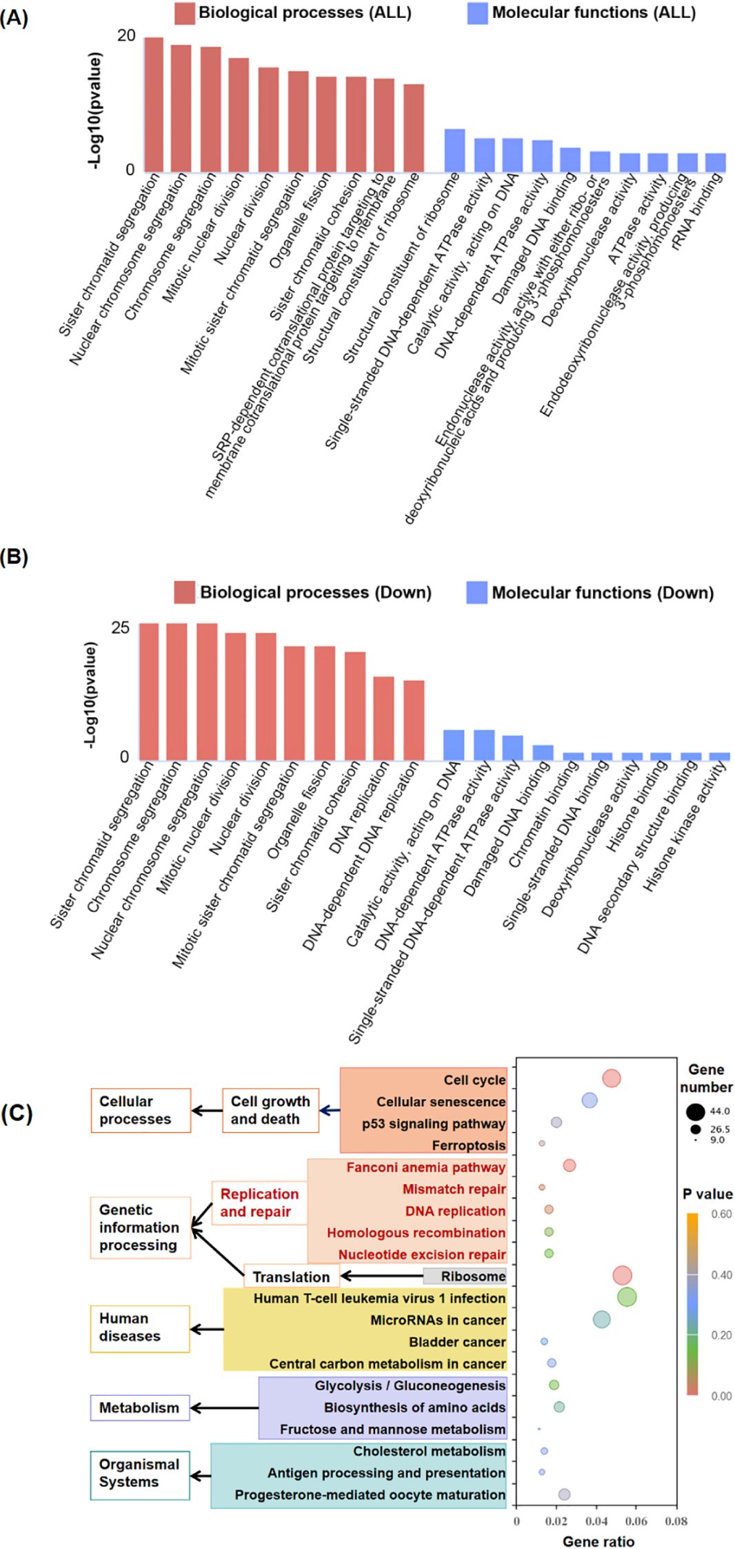 Bar charts and a bubble chart illustrate gene enrichment analysis. Panels (A) and (B) show bar charts for biological processes and molecular functions with p-values, highlighting differences in expression. Panel (C) features a bubble chart depicting various pathways categorized under cellular processes, genetic information processing, human diseases, metabolism, and organismal systems, with bubbles indicating gene ratios and p-values.