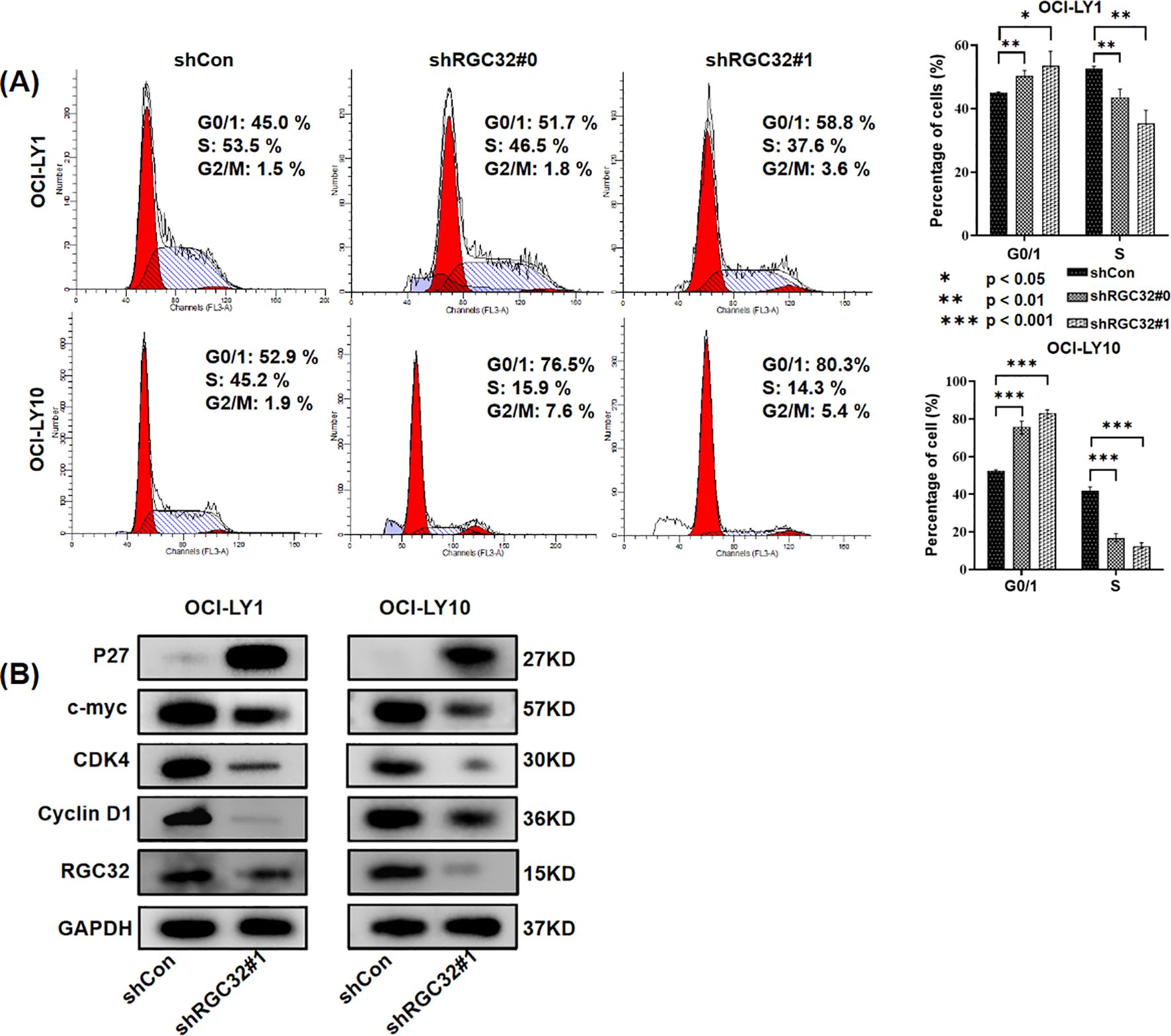 Flow cytometry graphs and bar charts show cell cycle distribution in OCI-LY1 and OCI-LY10 cell lines with different shRNA treatments: shCon, shRGC32#0, shRGC32#1. G0/1, S, and G2/M phase percentages are presented. Immunoblots depict protein levels of P27, c-myc, CDK4, Cyclin D1, RGC32, and GAPDH in shCon and shRGC32#1 treatments for both cell lines, with protein sizes noted. Bar charts indicate statistical significance in cell cycle distribution phases for each treatment.