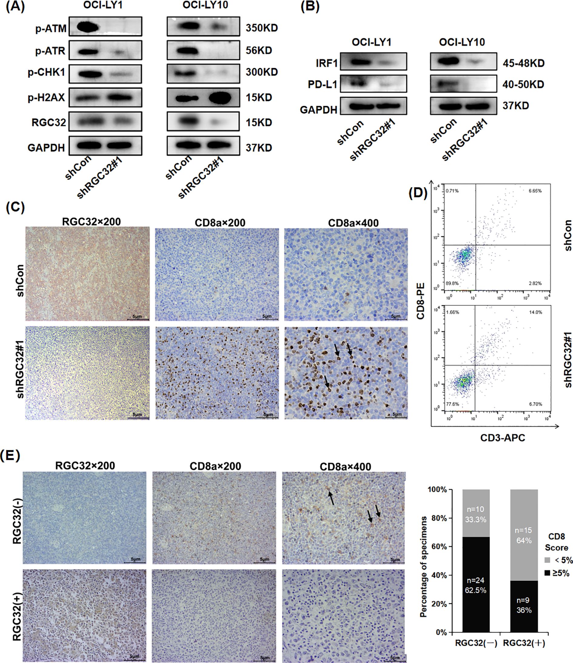 (A) and (B) display western blot analysis showing protein levels of p-ATM, p-ATR, p-CHK1, p-H2AX, RGC32, GAPDH, IRF1, and PD-L1 in OCI-LY1 and OCI-LY10 cells with shCon versus shRGC32#1. (C) and (E) present immunohistochemistry images comparing RGC32 and CD8 expression in shCon and shRGC32#1, as well as in RGC32 negative and positive specimens. (D) shows flow cytometry plots illustrating CD8 and CD3 expression in shCon and shRGC32#1. The bar chart in (E) depicts the percentage of specimens with CD8 scores less than 5% and greater than 25% for RGC32 negative and positive groups.