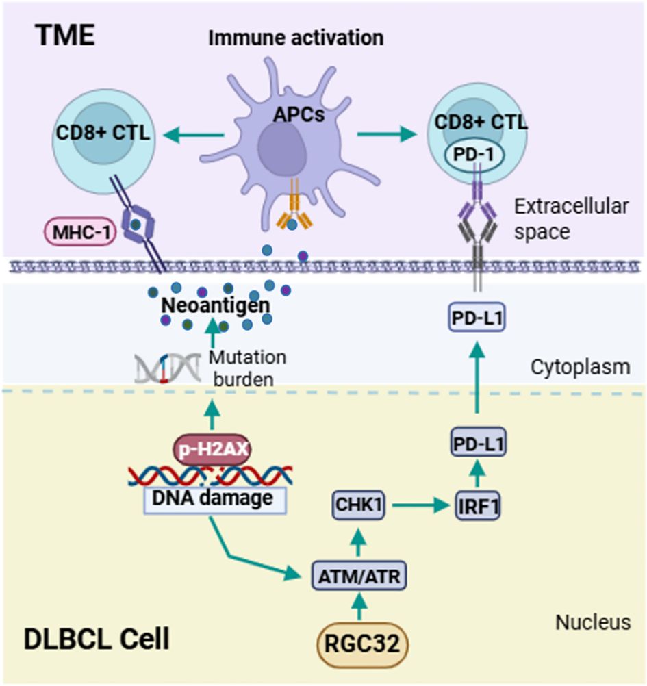 Diagram illustrating immune activation in the tumor microenvironment (TME). It shows CD8+ cytotoxic T lymphocytes (CTL) interacting with antigen-presenting cells (APCs) and expressing PD-1 in the extracellular space. Neoantigens arise from mutation burdens linked to DNA damage. DLBCL cell processes include interactions of p-H2AX, CHK1, ATM/ATR, and RGC32, along with PD-L1 regulation via IRF1 in the cytoplasm and nucleus.
