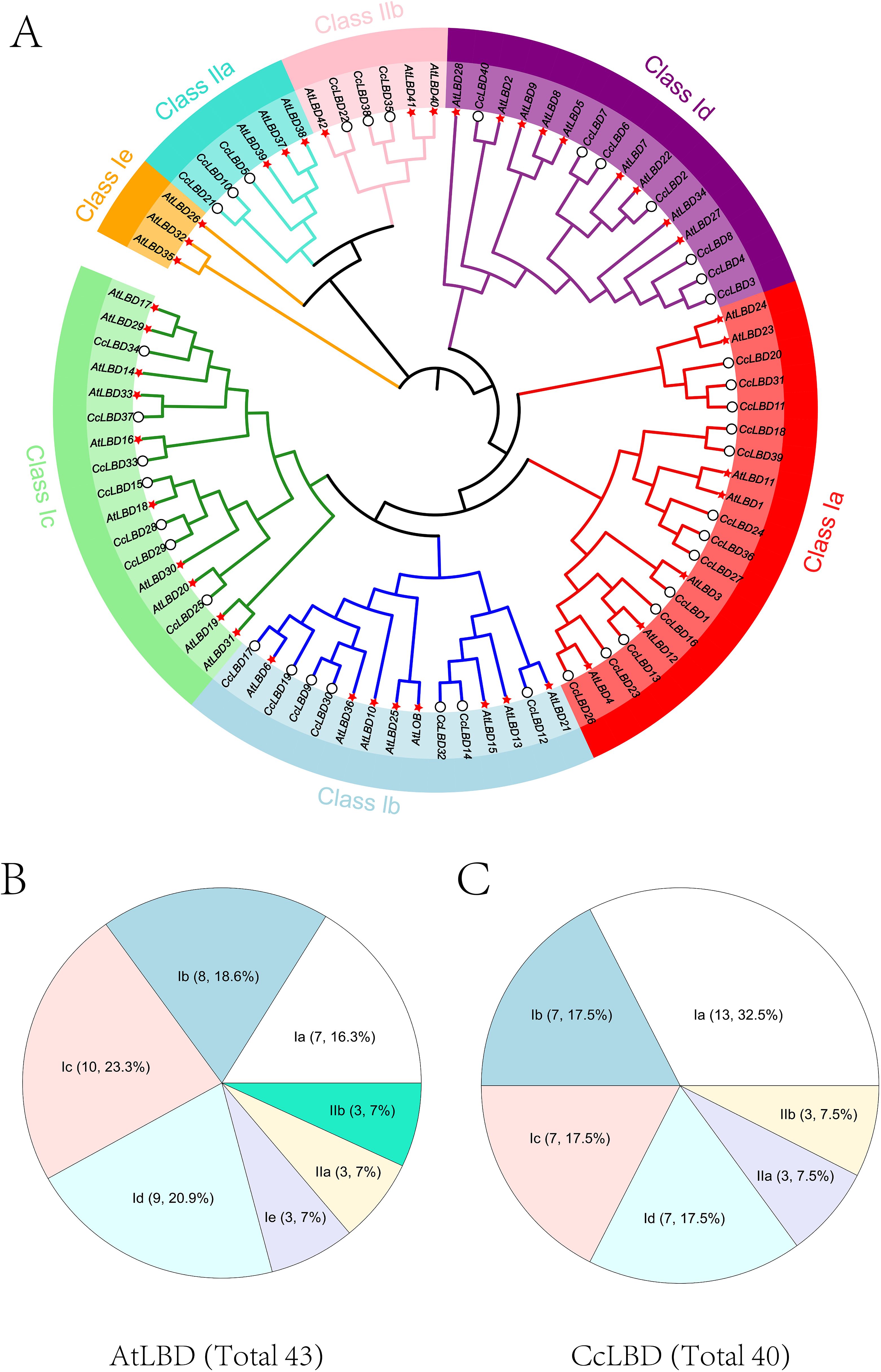 Circular phylogenetic tree labeled from class Ia to Ie, with branches in different colors. Two pie charts represent data distributions, one for AtLBD (total 43) and the other for CcLBD (total 40),each showing percentages for classes Ia to IIb.