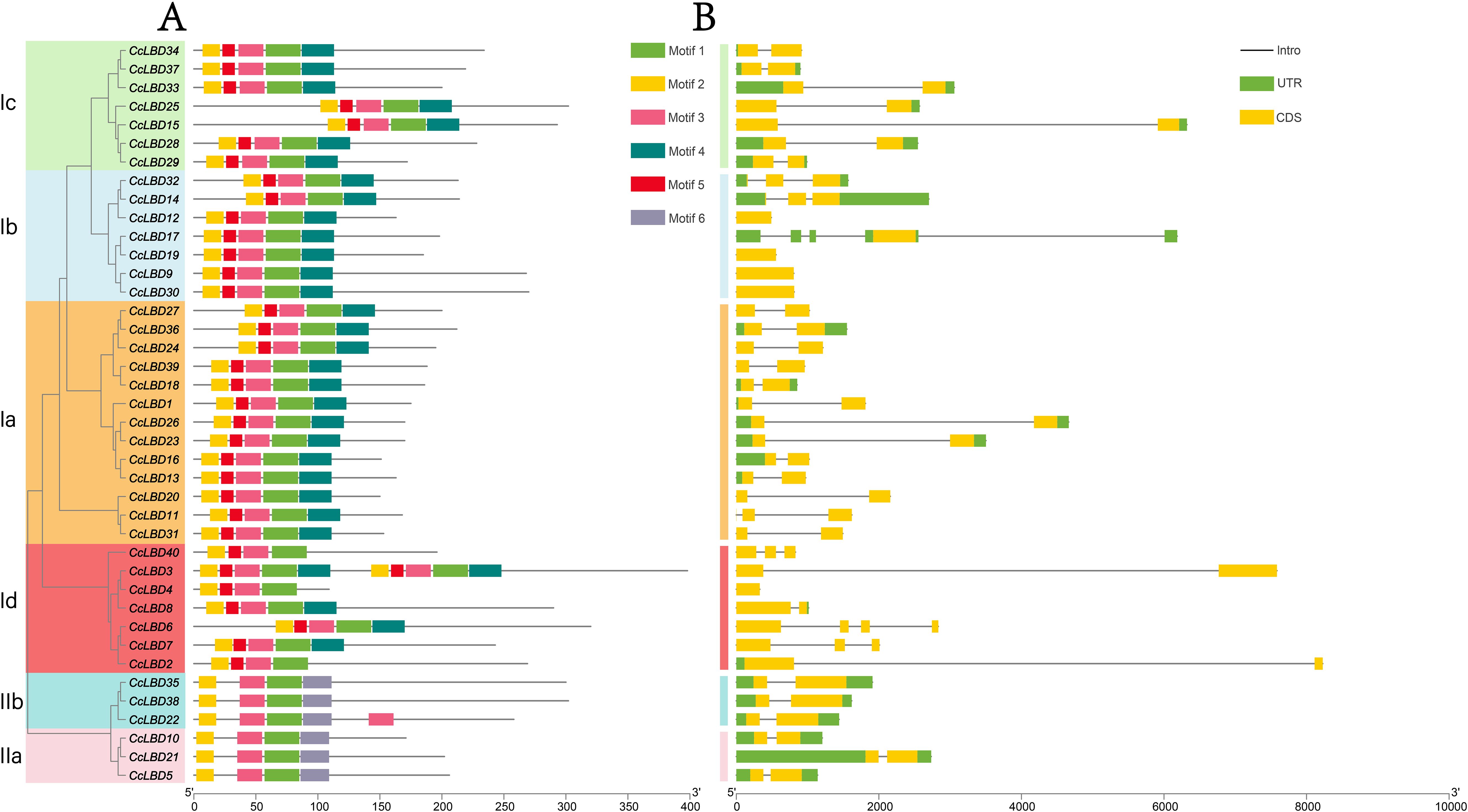 Diagram showing two parts: A and B. Part A is a phylogenetic tree with branches labeled CcLBD1 to CcLBD40, organized into groups Ia to IIb. Part B visualizes motifs and regions in corresponding sequences. Key indicates motifs with colors: Motif 1 (green), Motif 2 (yellow), Motif 3 (pink), Motif 4 (blue-green), Motif 5 (red), Motif 6 (purple), UTR (green), CDS (yellow), and introns (black lines).