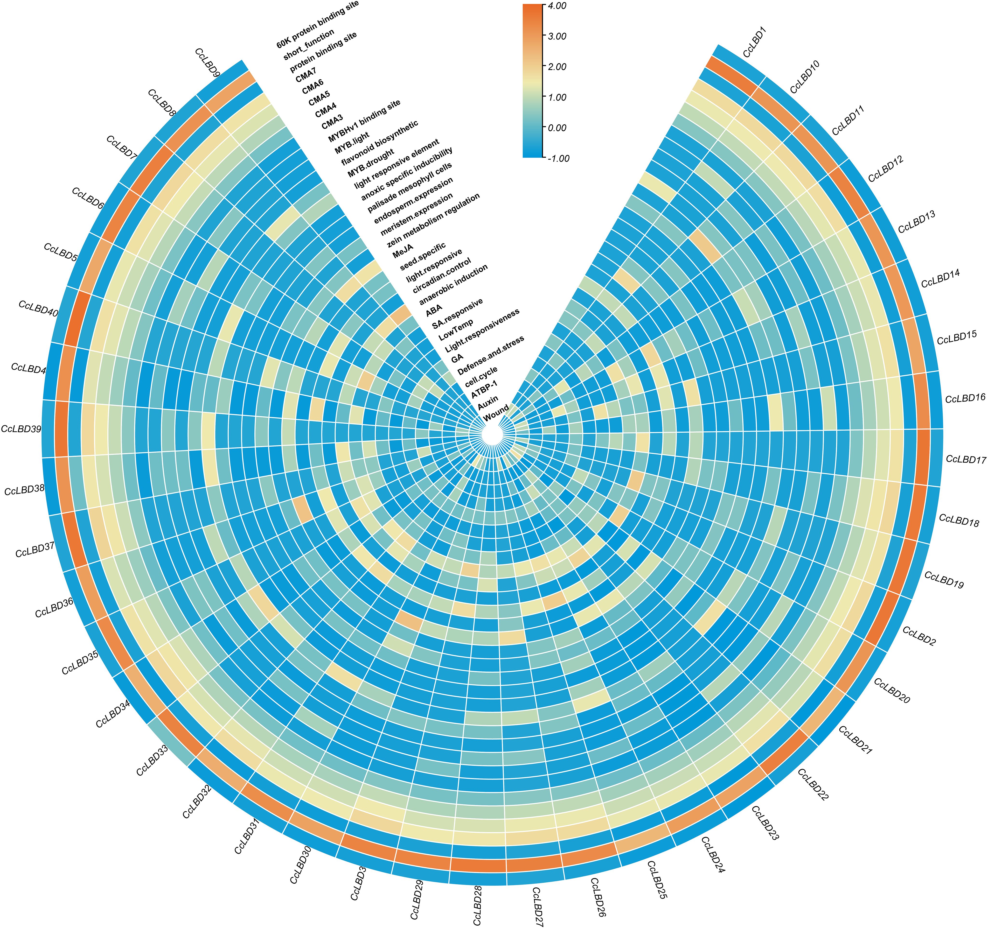 Circular heatmap visualizing data for various CcLBD genes and their associated attributes, such as protein binding sites and hormone responses. The scale ranges from -1.0 (blue) to 4.0 (orange), indicating varying levels of expression or association.