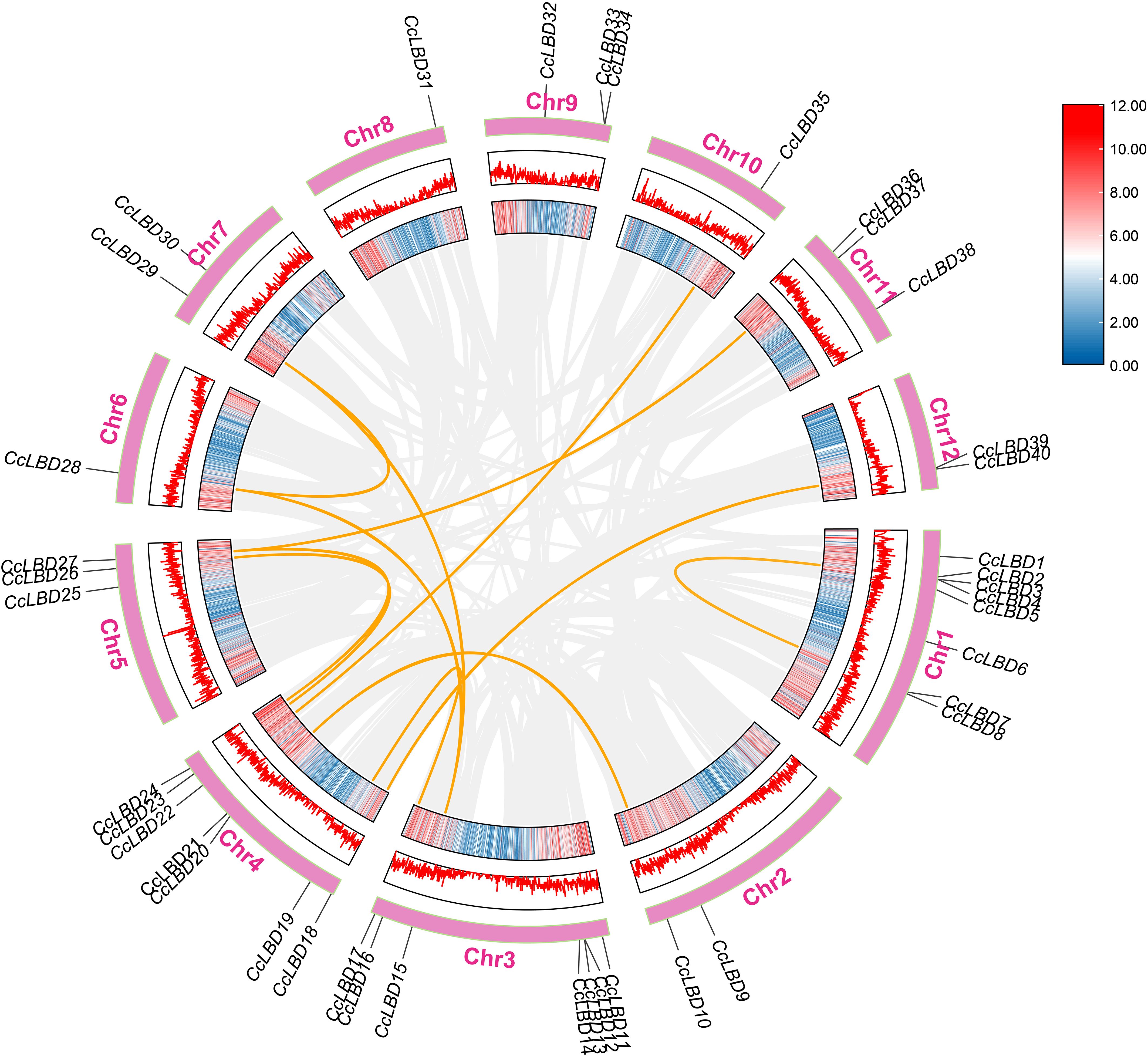 Circular diagram depicting genomic relationships among chromosomes labeled Chr1 to Chr12. Bands showing data visualizations in red and blue relate to intensity levels, with a color scale from blue (low) to red (high) on the right. Orange lines indicate connections between genomic features, labeled with genes such as CcLBD1 and CcLBD40 around the circle.