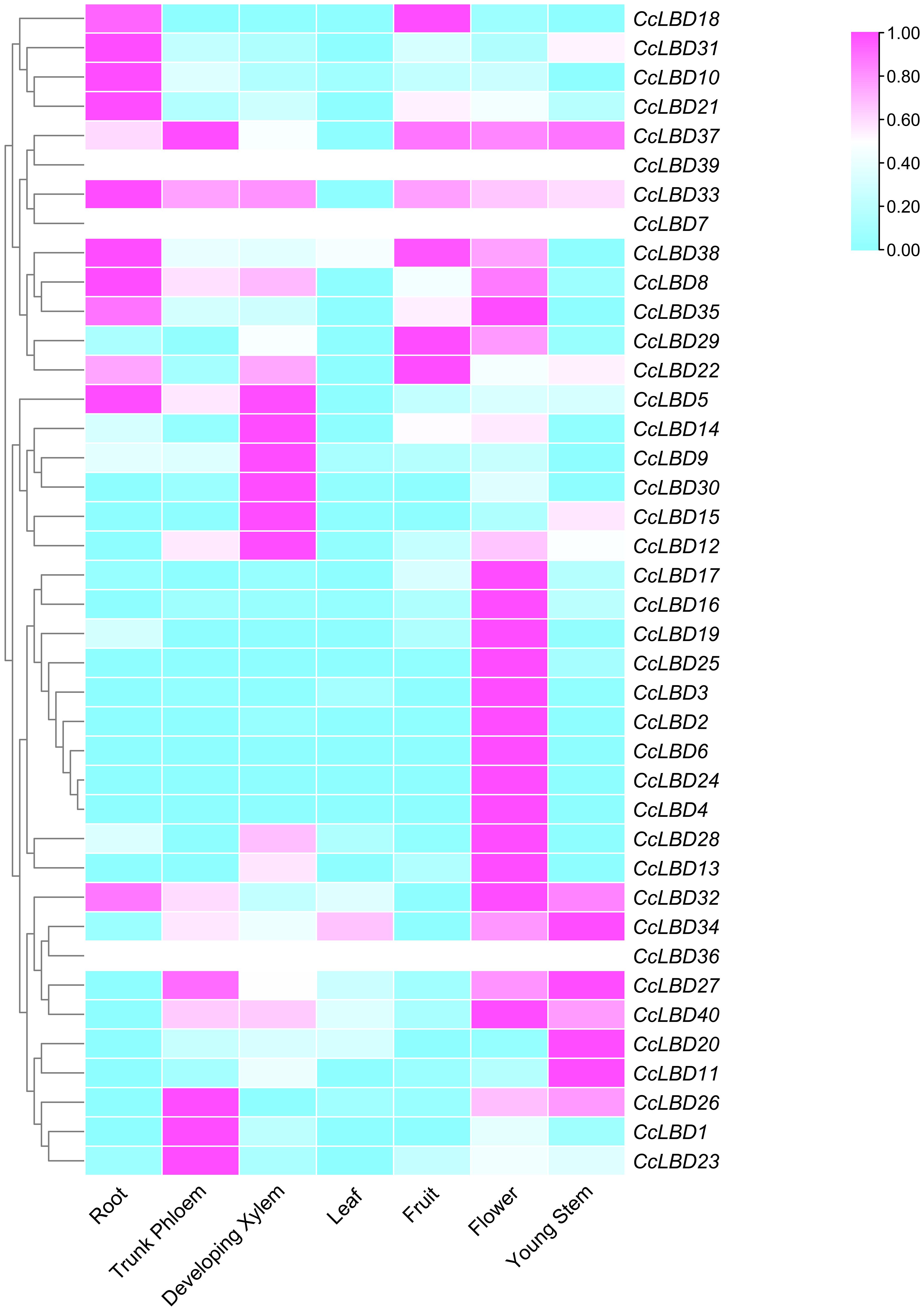 Heatmap displaying expression levels of genes labeled CcLBD1 to CcLBD40 across different plant parts: root, bark, developing xylem, leaf, fruit, flower, and stem. Color scale ranges from cyan to magenta, representing low to high expression levels. Dendrogram on the left indicates hierarchical clustering of gene expressions.