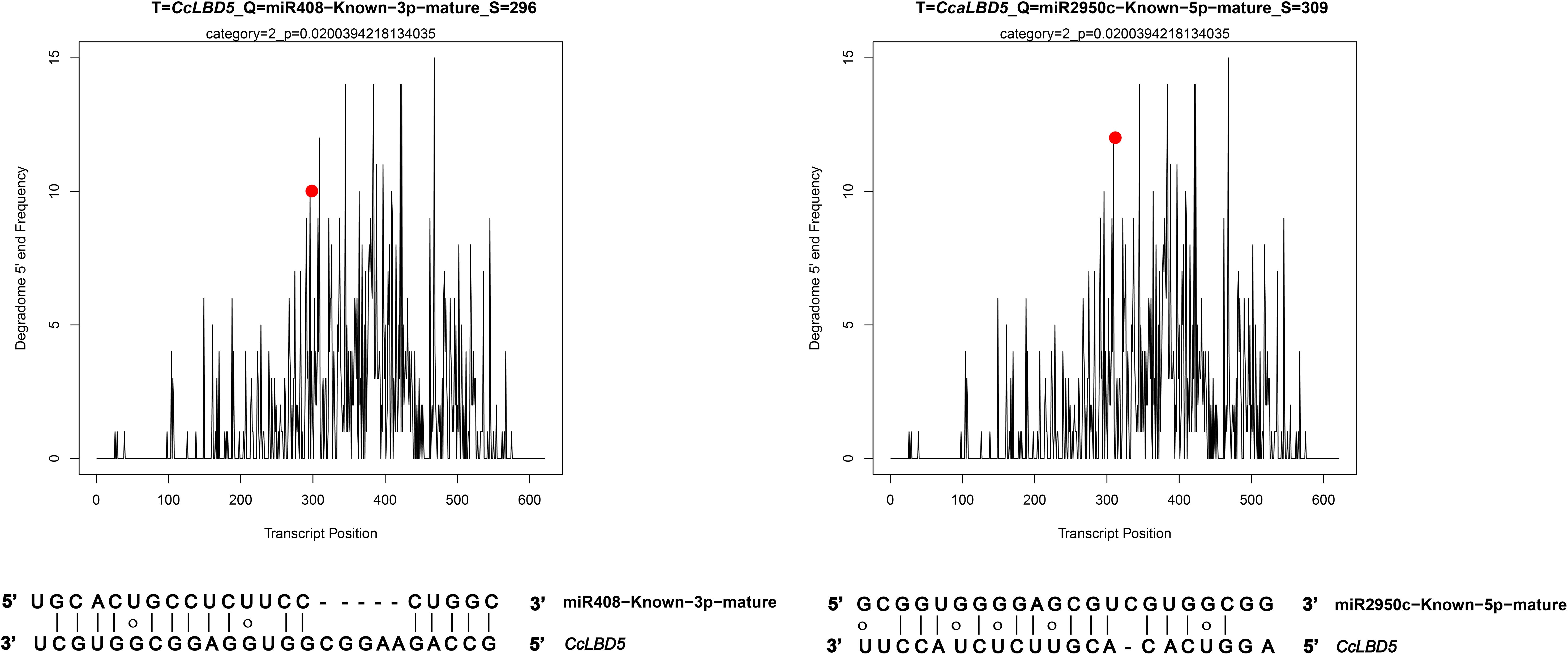 Two line graphs illustrating the degradome 5' end frequency against transcript position are displayed. The left graph is titled “T=CcLBD5_Q=miR408-Known-3p-mature_S=296” with a prominent peak marked by a red dot. The right graph is “T=CcaLBD5_Q=miR2950c-Known-5p-mature_S=309,” also with a red dot. Below are nucleotide sequences of miR408 and CcLBD5, and miR2950c and CcLBD5, with matching pairs indicated by vertical lines.