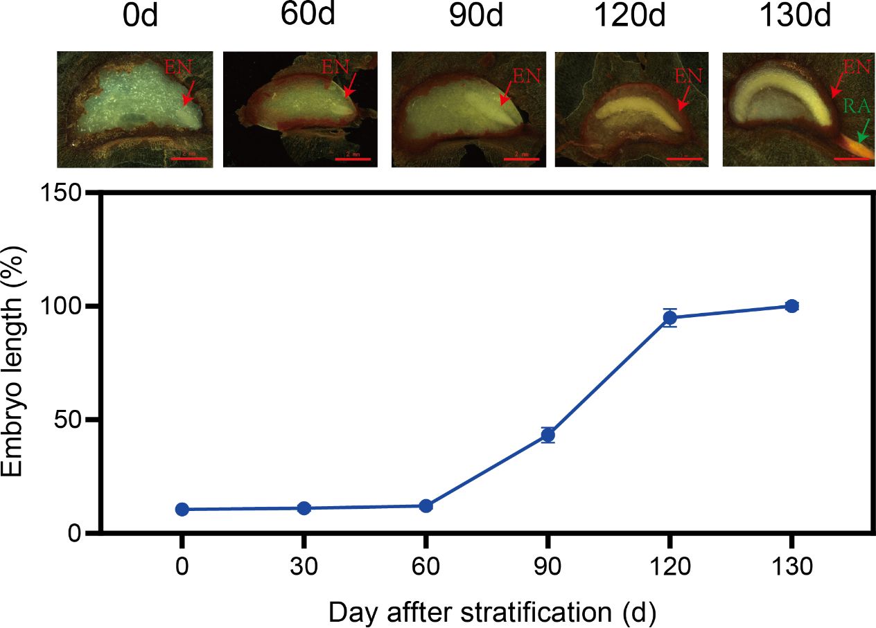 Series of images showing embryo development over days 0, 60, 90, 120, and 130, with labels “EN” and “RA.” Below, a line graph depicts embryo length percentage increasing from 0 to 130 days, with significant growth after day 90.