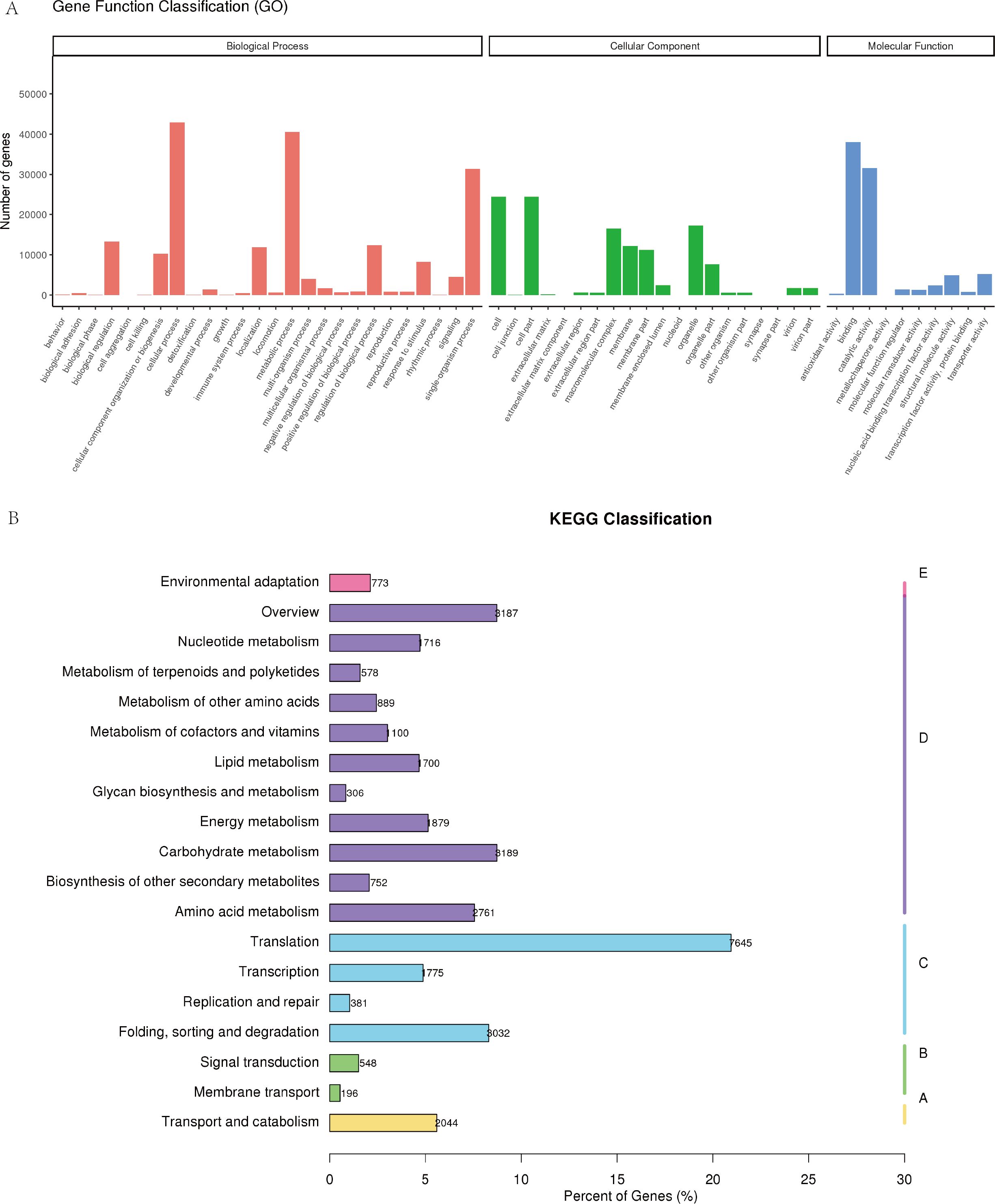 Two bar charts show gene function classifications. Chart A segments gene functions into biological processes, cellular components, and molecular functions, with varying bar heights. Chart B illustrates KEGG classifications, with categories like environmental adaptation and carbohydrate metabolism, displaying percentages of genes across different functions with diverse bar lengths.