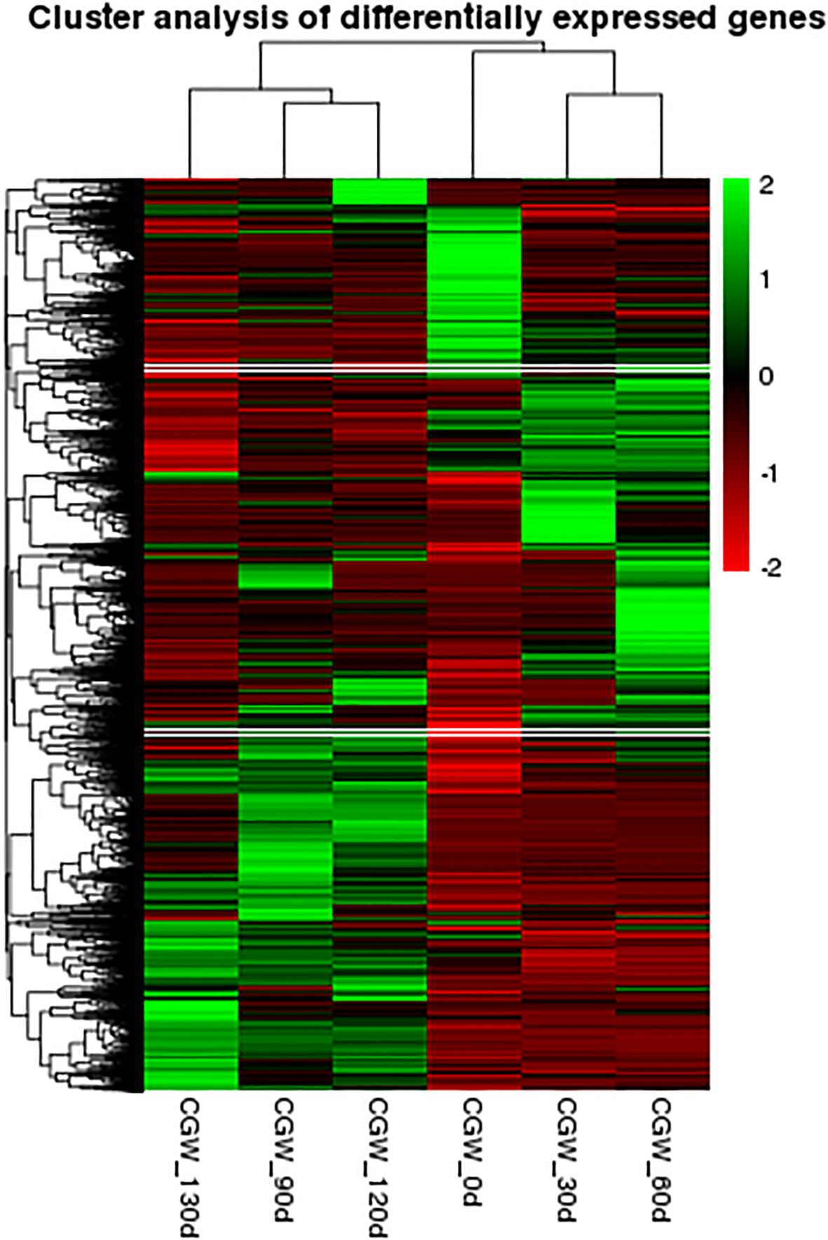 Cluster analysis heatmap of differentially expressed genes, showing a color scale from green (upregulated) to red (downregulated). Time points include CGW_0d, CGW_30d, CGW_60d, CGW_90d, CGW_120d, and CGW_130d, with dendrograms illustrating hierarchical clustering.