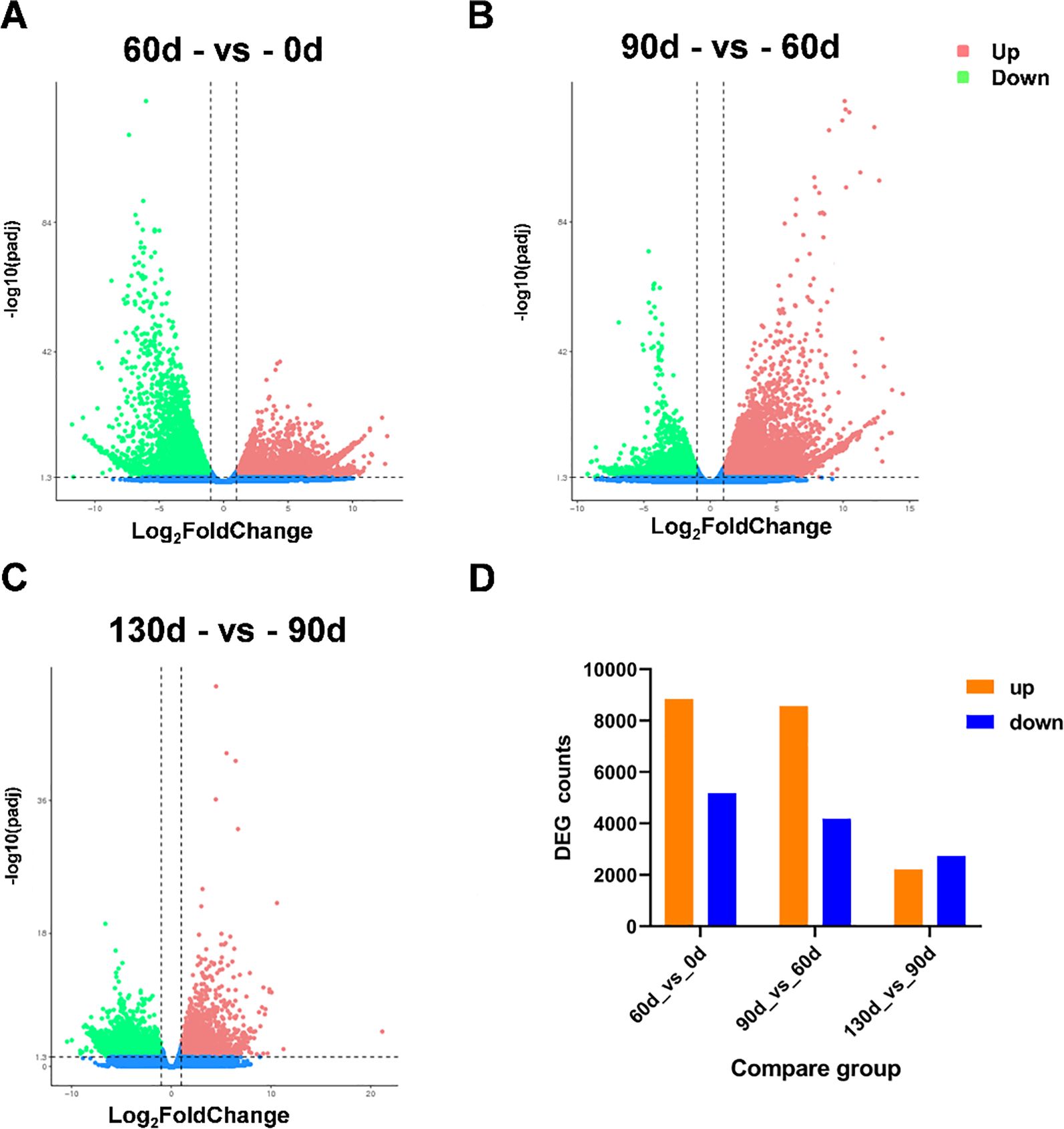 Three volcano plots (A, B, C) and a bar graph (D) depict gene expression changes over time. Plots compare log2 fold change against negative log10 p-value for groups: 60 vs. 0 days, 90 vs. 60 days, and 130 vs. 90 days, with red indicating up-regulation and green down-regulation. The bar graph in panel D shows differential expression counts, with orange bars for up-regulated and blue for down-regulated genes across the comparisons.