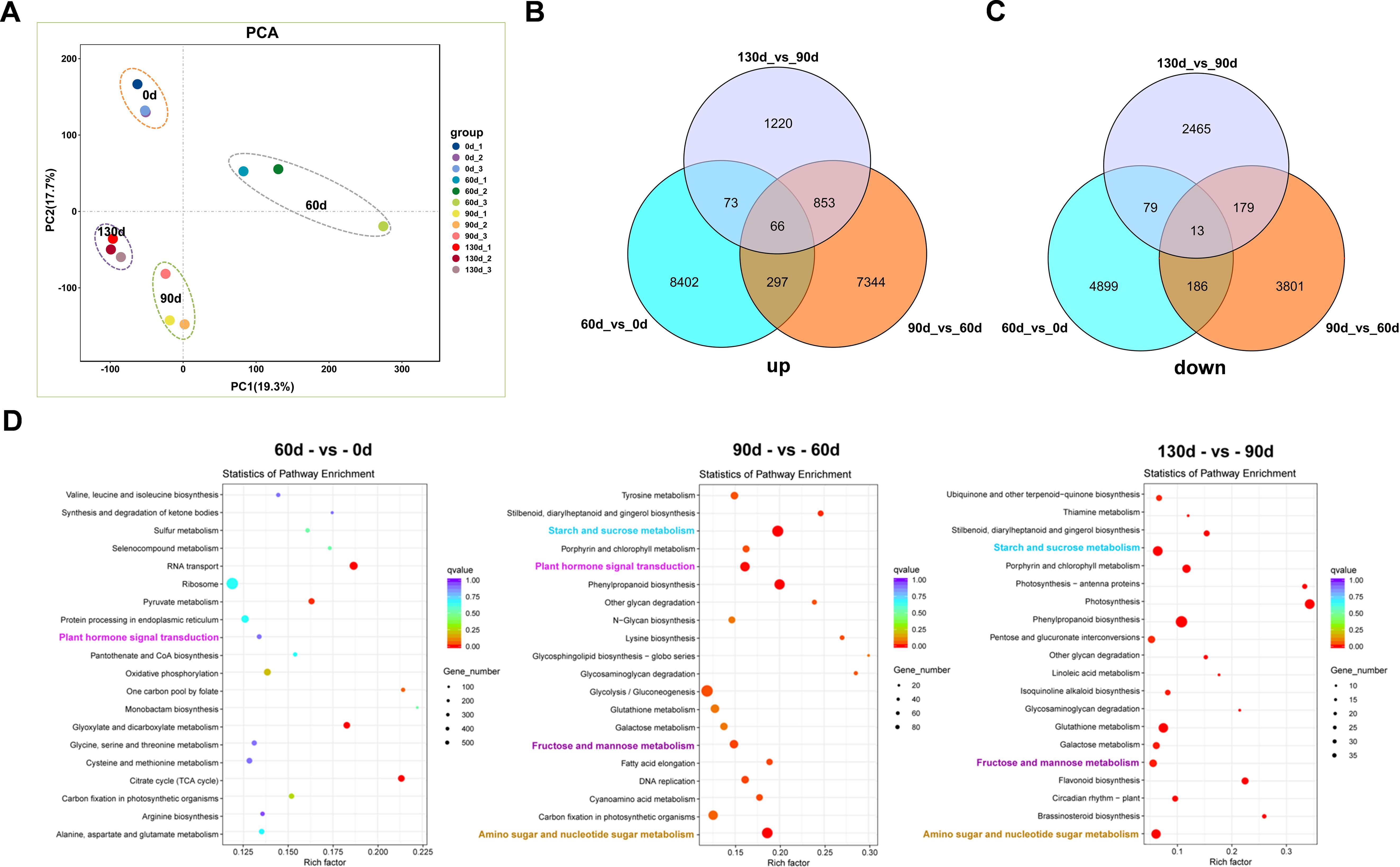 Panel A shows a PCA plot with distinct groups by day differentiations: 0d, 60d, 90d, and 130d. Panel B and C display Venn diagrams of significantly upregulated and downregulated genes across 60d_vs_0d, 130d_vs_90d, and 90d_vs_60d comparisons. Panel D includes three dot plots for pathway enrichment statistics between time comparisons, illustrating variations in q-values, rich factors, and gene numbers for various biological pathways.