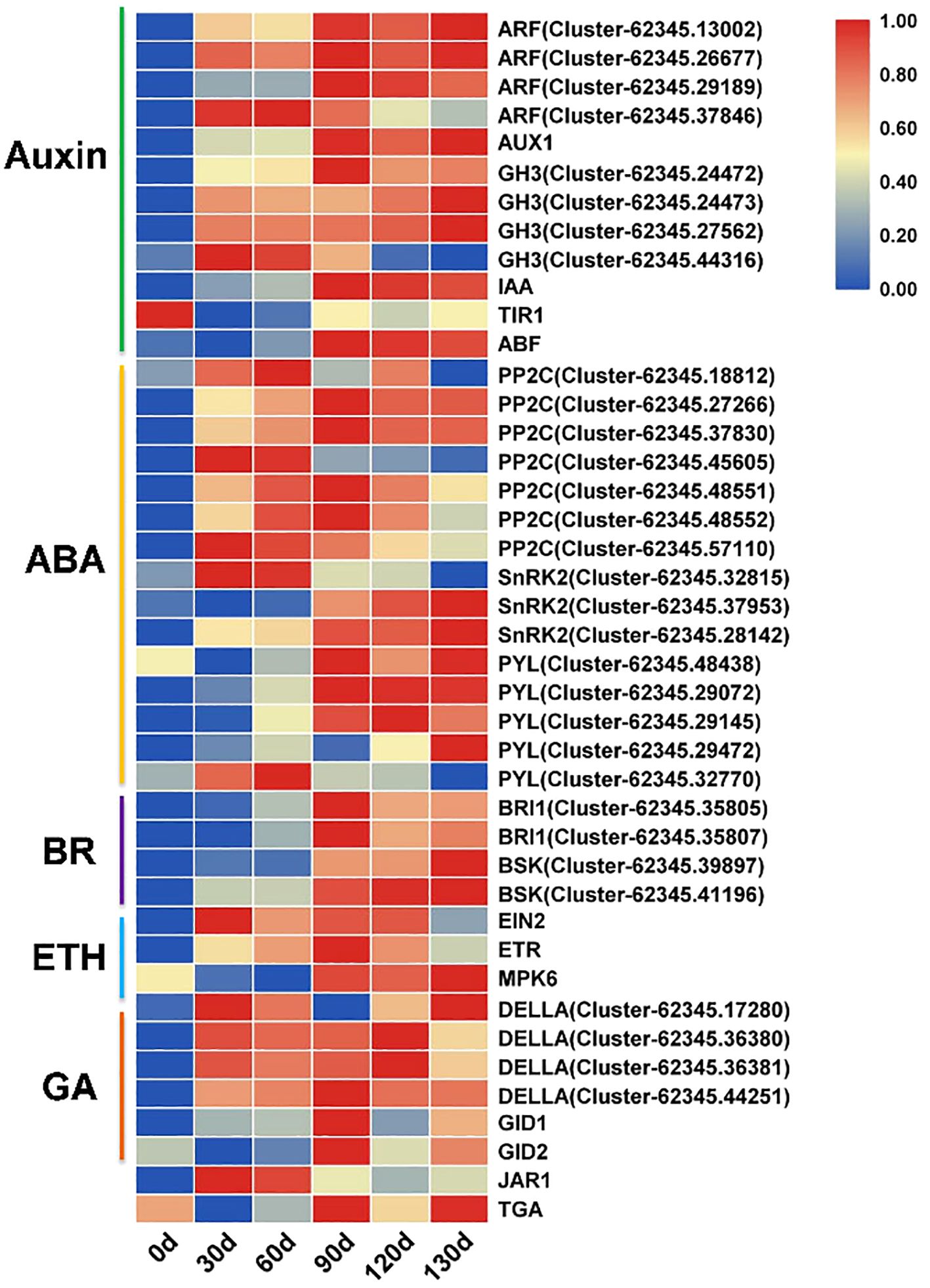 Heatmap showing gene expression levels associated with plant hormones over six time points: 0, 30, 60, 90, 120, and 130 days. Genes are grouped by hormones: Auxin, ABA, BR, ETH, and GA. Colors range from blue (low expression) to red (high expression) with a color scale from 0.00 to 1.00.