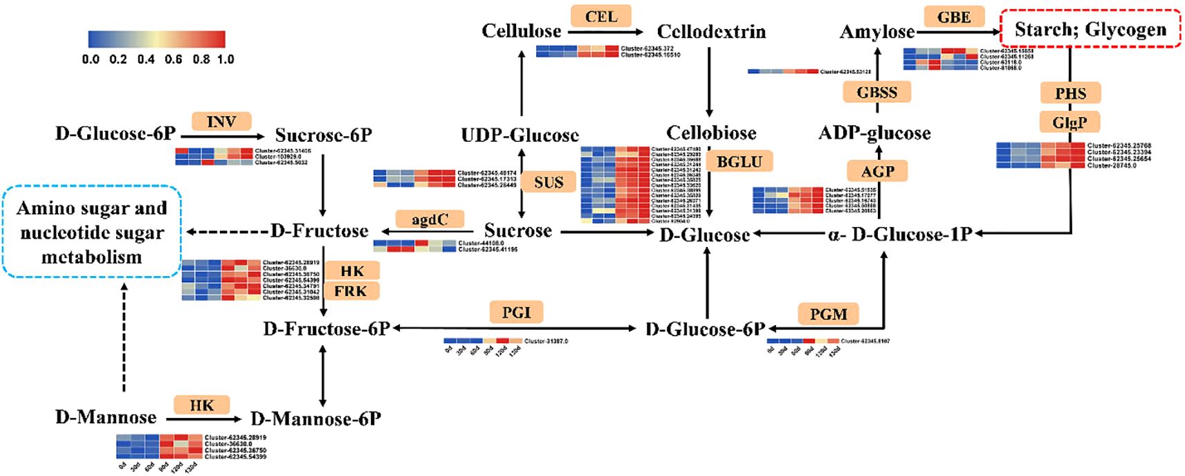 Diagram illustrating sugar metabolism pathways with color-coded gene clusters. Pathways involve compounds like D-Glucose-6P, Sucrose, UDP-Glucose, and ADP-glucose. Key enzymes like INV, SUS, PGM, and AGP are highlighted. Heatmaps indicate gene expression levels associated with each compound. Color scale ranges from blue (low) to red (high) expression.