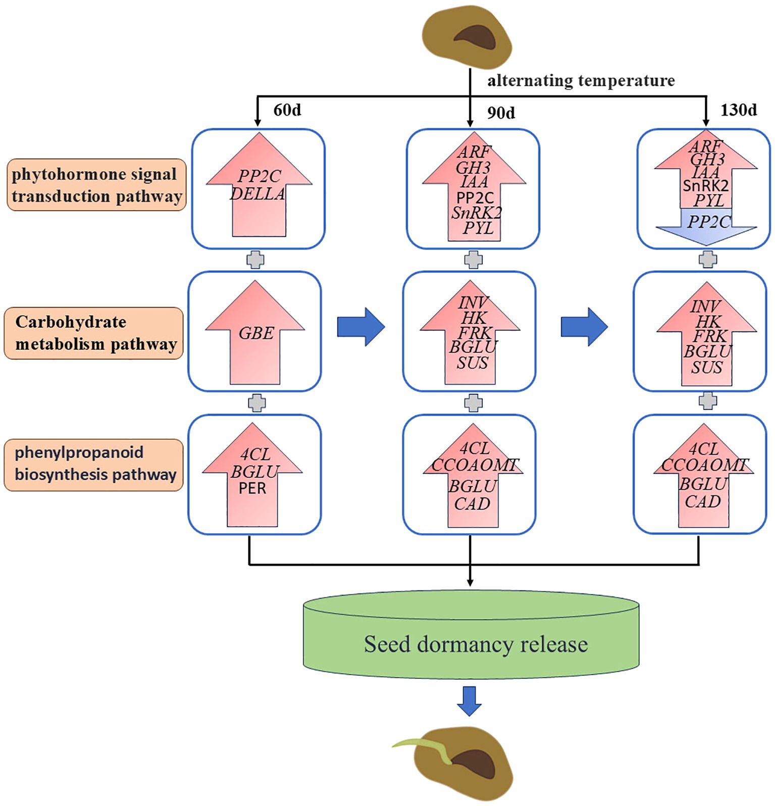 Diagram showing the effect of alternating temperatures on seed dormancy release. Three pathways—phytohormone signal transduction, carbohydrate metabolism, and phenylpropanoid biosynthesis—are influenced at 60, 90, and 130 days. Arrows indicate the progression of gene activation, leading to seed dormancy release.