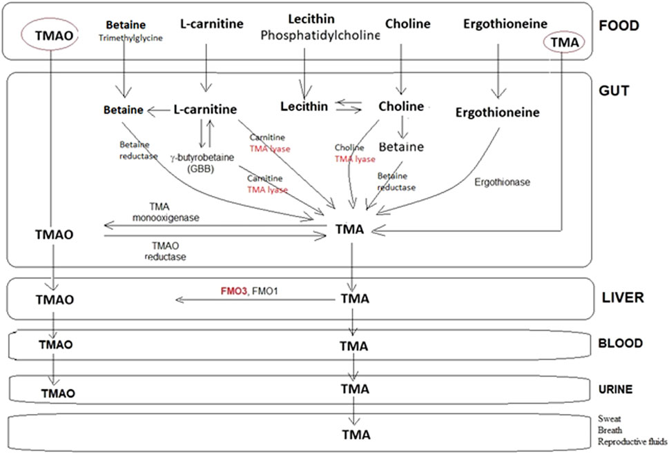 Diagram illustrating the metabolic pathway of compounds from food to excretion. Compounds like betaine, L-carnitine, lecithin, choline, and ergothioneine are converted into trimethylamine (TMA) in the gut. TMA is processed into trimethylamine N-oxide (TMAO) via enzymes in the liver (FMO3, FMO1). TMAO enters the blood and is excreted through urine, sweat, breath, and reproductive fluids.