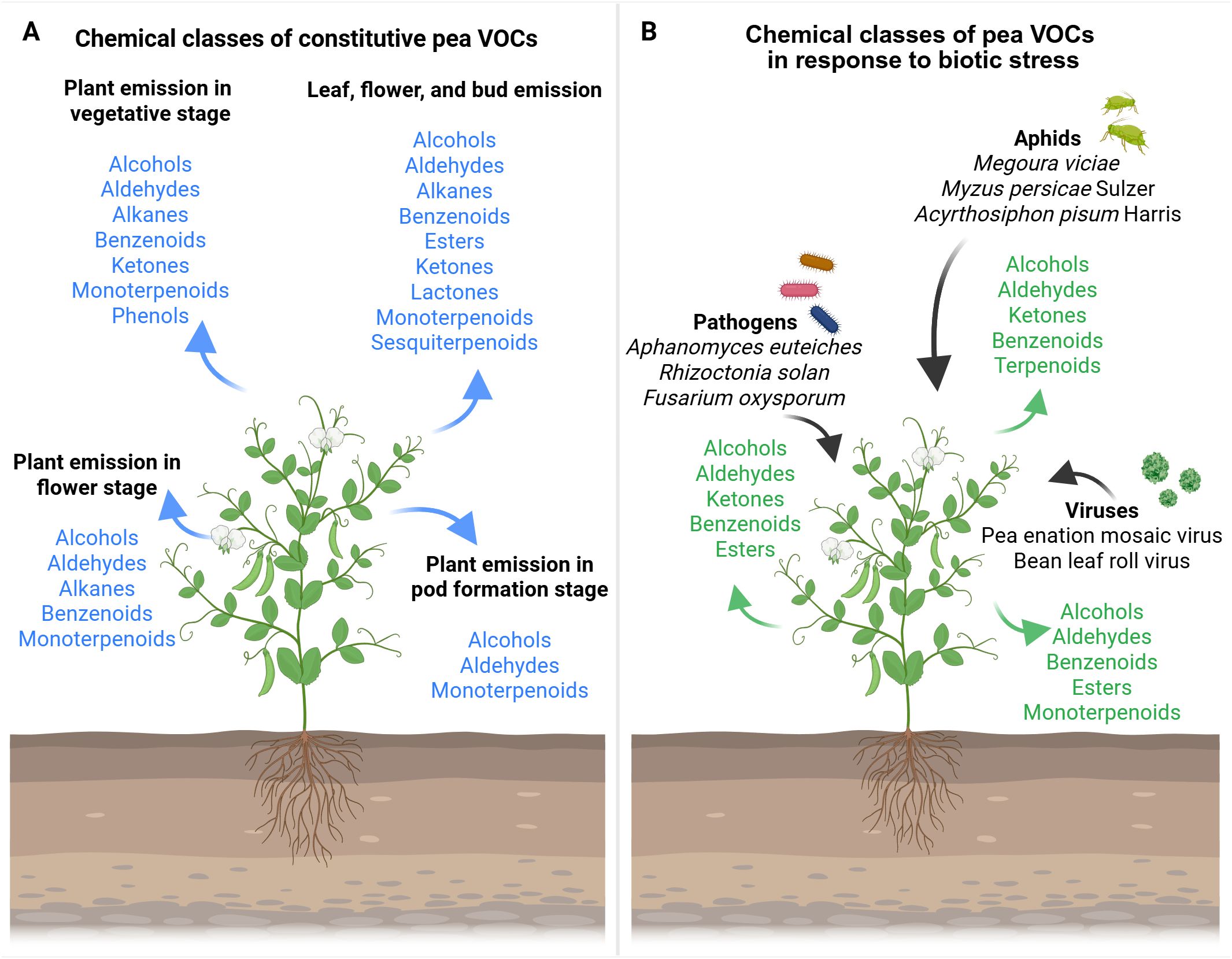 Diagram comparing the chemical classes of volatile organic compounds (VOCs) in peas. Panel A shows constitutive VOCs emitted during vegetative, flower, and pod formation stages, listing alcohols, aldehydes, alkanes, benzenoids, ketones, terpenoids, phenols, and esters. Panel B shows VOCs emitted in response to biotic stress from aphids, pathogens, and viruses, including alcohols, aldehydes, ketones, benzenoids, terpenoids, and esters. Both panels depict a pea plant with arrows indicating the emission stages.