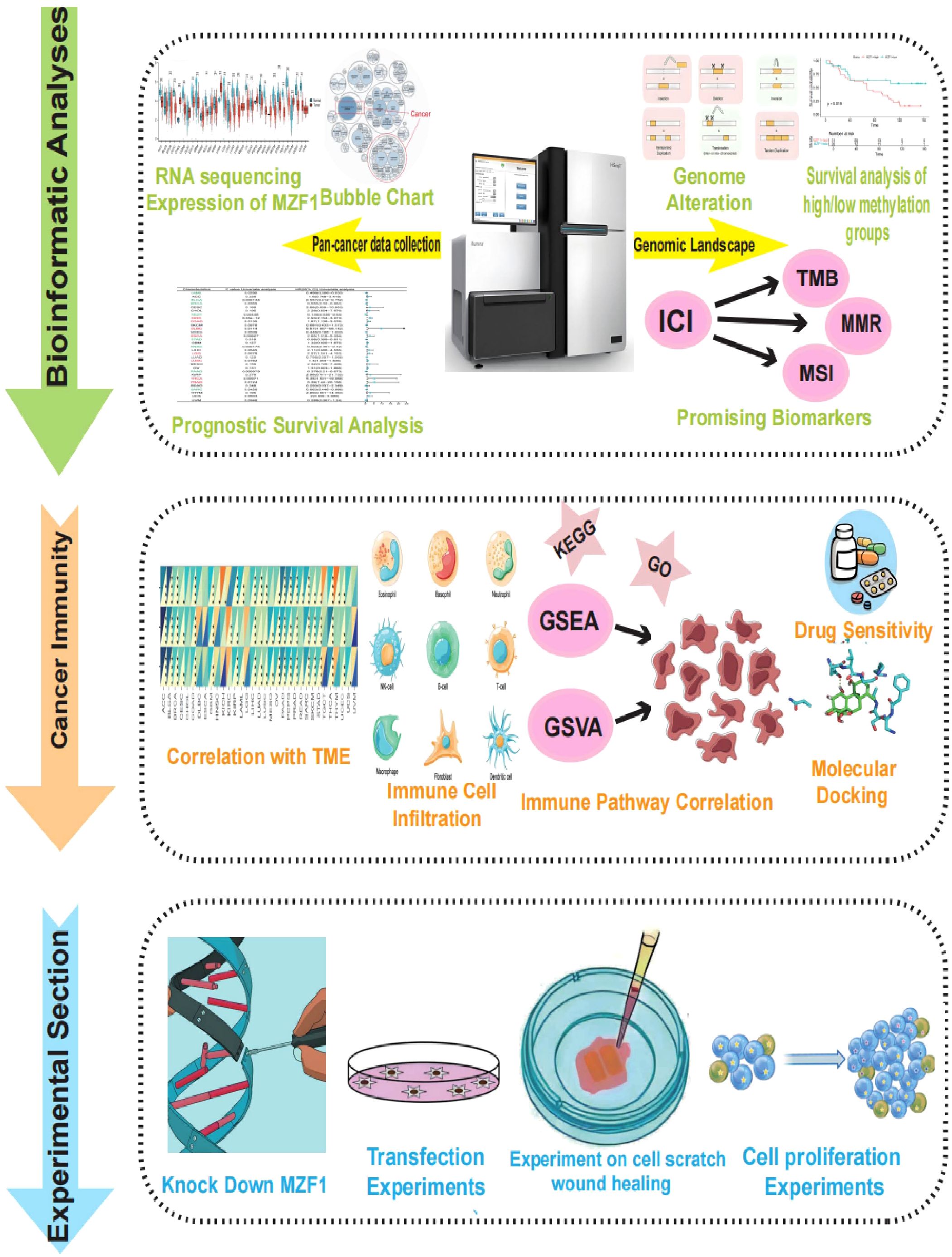 Diagram illustrating a research workflow. The “Bioinformatic Analyses” section involves RNA sequencing of MZF1, prognostic survival analysis, and genomic alteration studies to find biomarkers. The “Cancer Immunity” section focuses on the tumor microenvironment, immune cell infiltration, and pathways through GSEA and GSVA. The “Experimental Section” includes knocking down MZF1, transfection, scratch wound healing, and cell proliferation experiments.