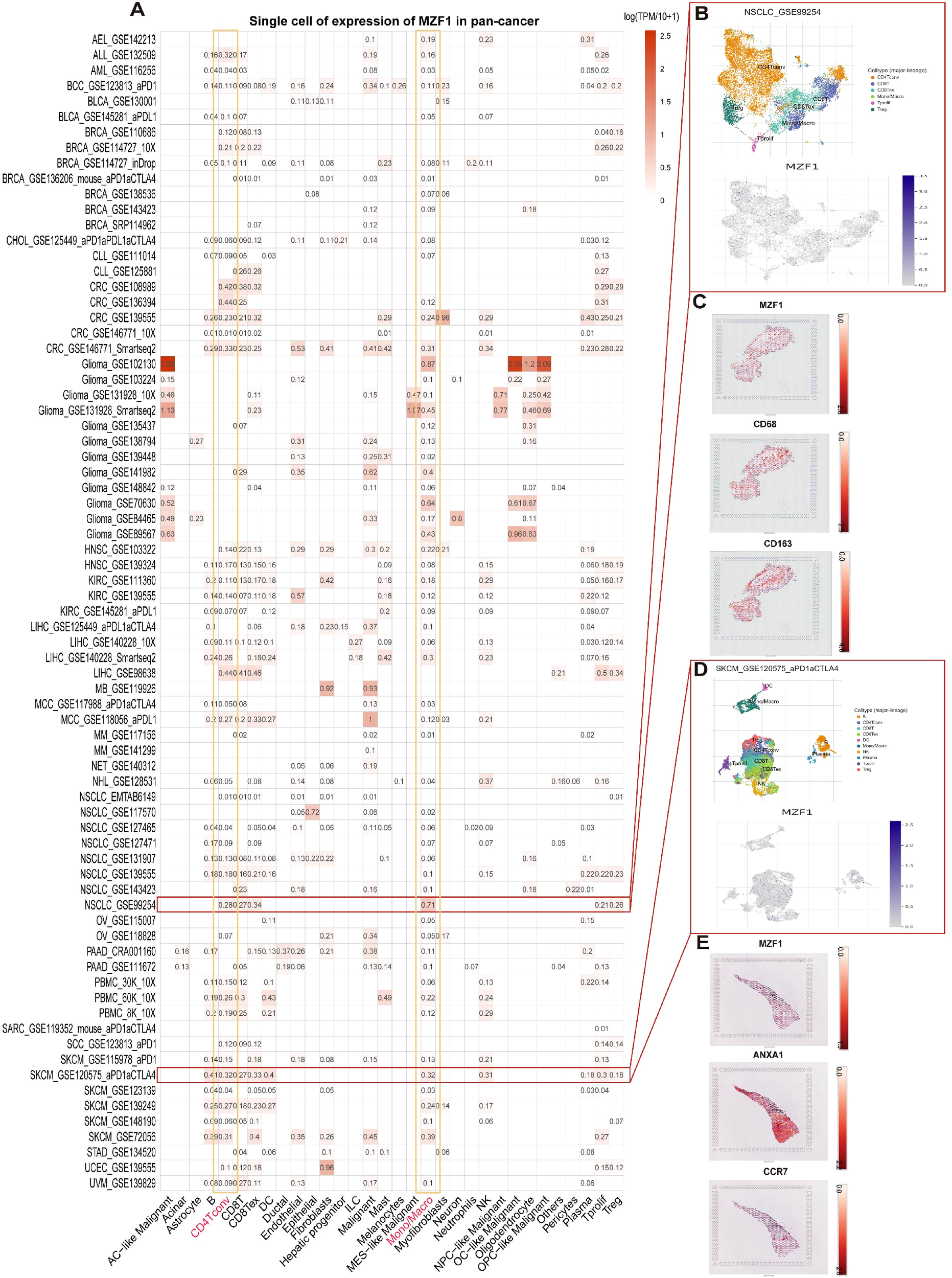 Heatmap displaying single-cell expression of MZF1 across various cancer types, with higher expression shown in darker shades. Panels B, C, D, and E provide detailed visualizations of specific datasets, highlighting expression patterns of MZF1 and associated markers like CD68 and CD163.