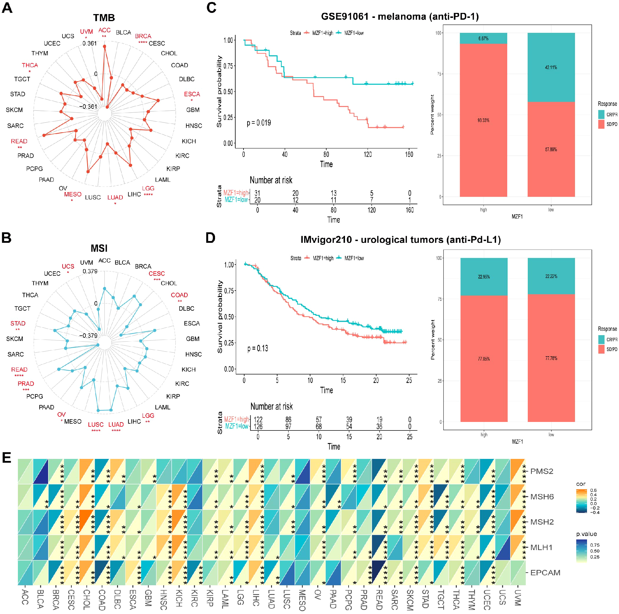 Comparison of tumor mutation burden (TMB) and microsatellite instability (MSI) among cancer types, shown in radial plots (A, B). Kaplan-Meier survival curves (C, D) depict survival probabilities for melanoma and urological tumor patients under different treatments. Bar charts indicate response rates to therapy. Heatmap (E) displays correlations between gene expressions with varying colors indicating strength and significance of correlations.