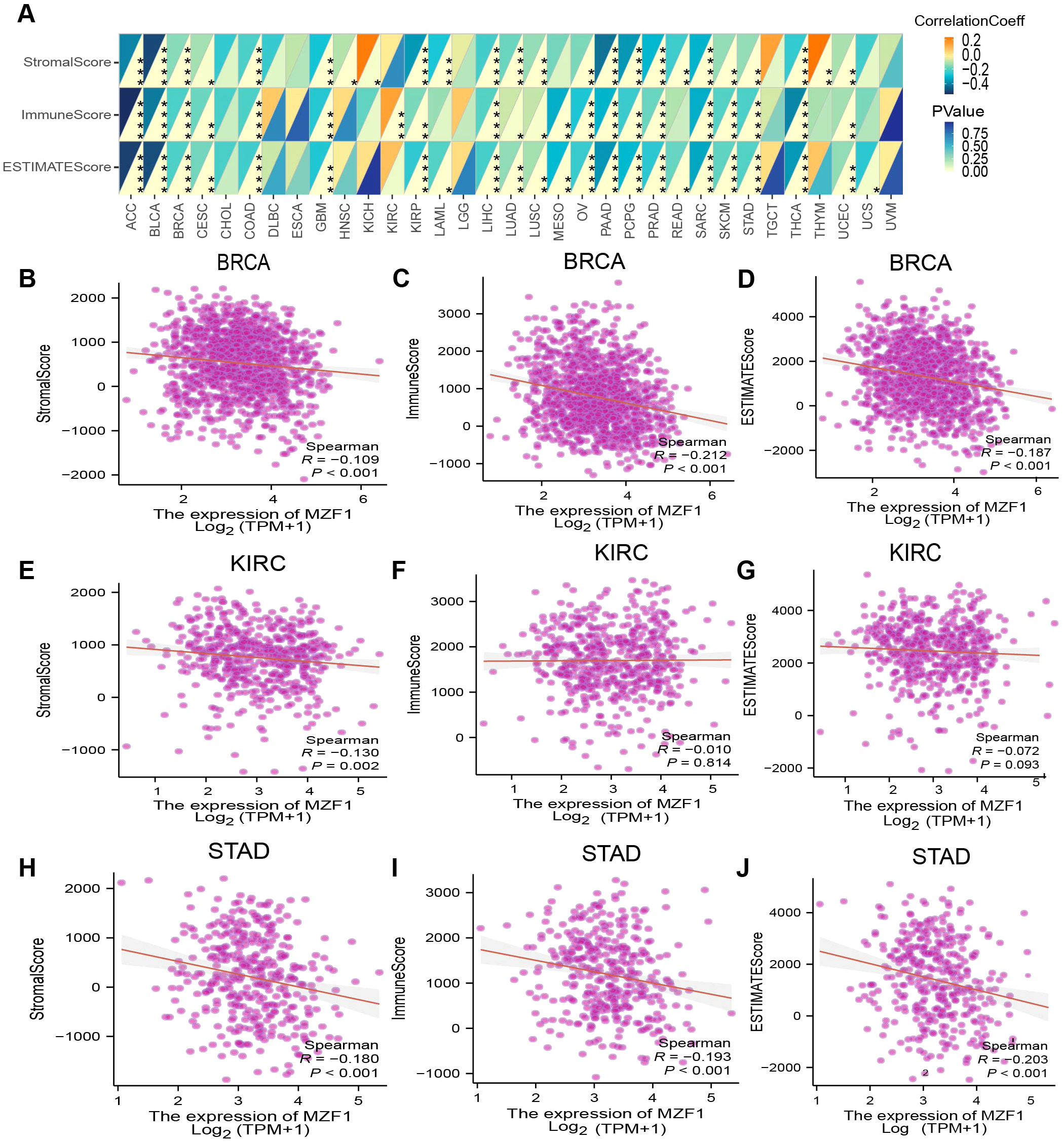 Diagram (A) uses a heatmap to show correlation coefficients and p-values for the association between MZF1 expression and immune-related scores across various cancers. Scatter plots (B-J) depict the correlation of MZF1 expression with StromalScore, ImmuneScore, and ESTIMATEScore for BRCA, KIRC, and STAD, including Spearman's correlation coefficients and p-values.
